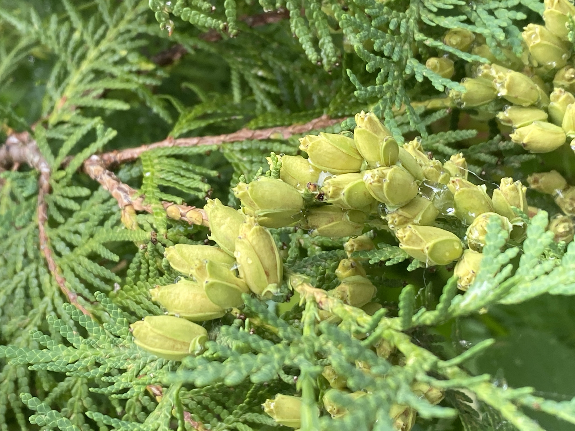 The image shows a close-up view of a coniferous tree branch, likely a type of cypress or cedar, in Purkersdorf, Austria. The branch is covered in small, green, cone-like structures, some of which appear to be developing seeds or immature cones. The foliage is a deep green, and the overall scene suggests a natural, outdoor environment. There are visible water droplets on the leaves and cones, indicating recent rain or dew. The branch appears healthy, with no signs of disease or damage. The background is a blur of green foliage, characteristic of a dense planting or forest. The lighting is natural and diffused, suggesting it was taken on an overcast day or in shade. There are no people or human-made objects visible in the frame. The image focuses on the natural details of the tree's reproductive structures.