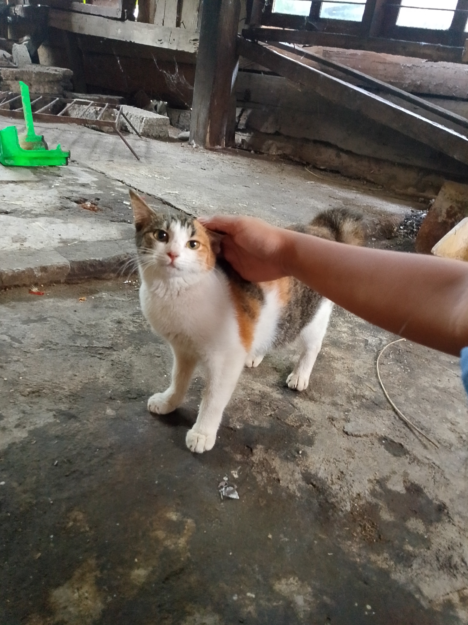 A tri-color cat, primarily white with patches of orange and gray tabby markings, stands on a rough concrete floor. The cat is looking directly at the camera with light brown eyes. A person's arm, with brown skin tone, is visible on the right side of the image, gently petting the cat's head. The background consists of a rustic, unfinished wooden structure with visible beams and planks. Some debris and a green plastic object are scattered on the floor. The scene appears to be an outdoor or semi-outdoor area, possibly a yard or workshop, in Se'pon, Indonesia.