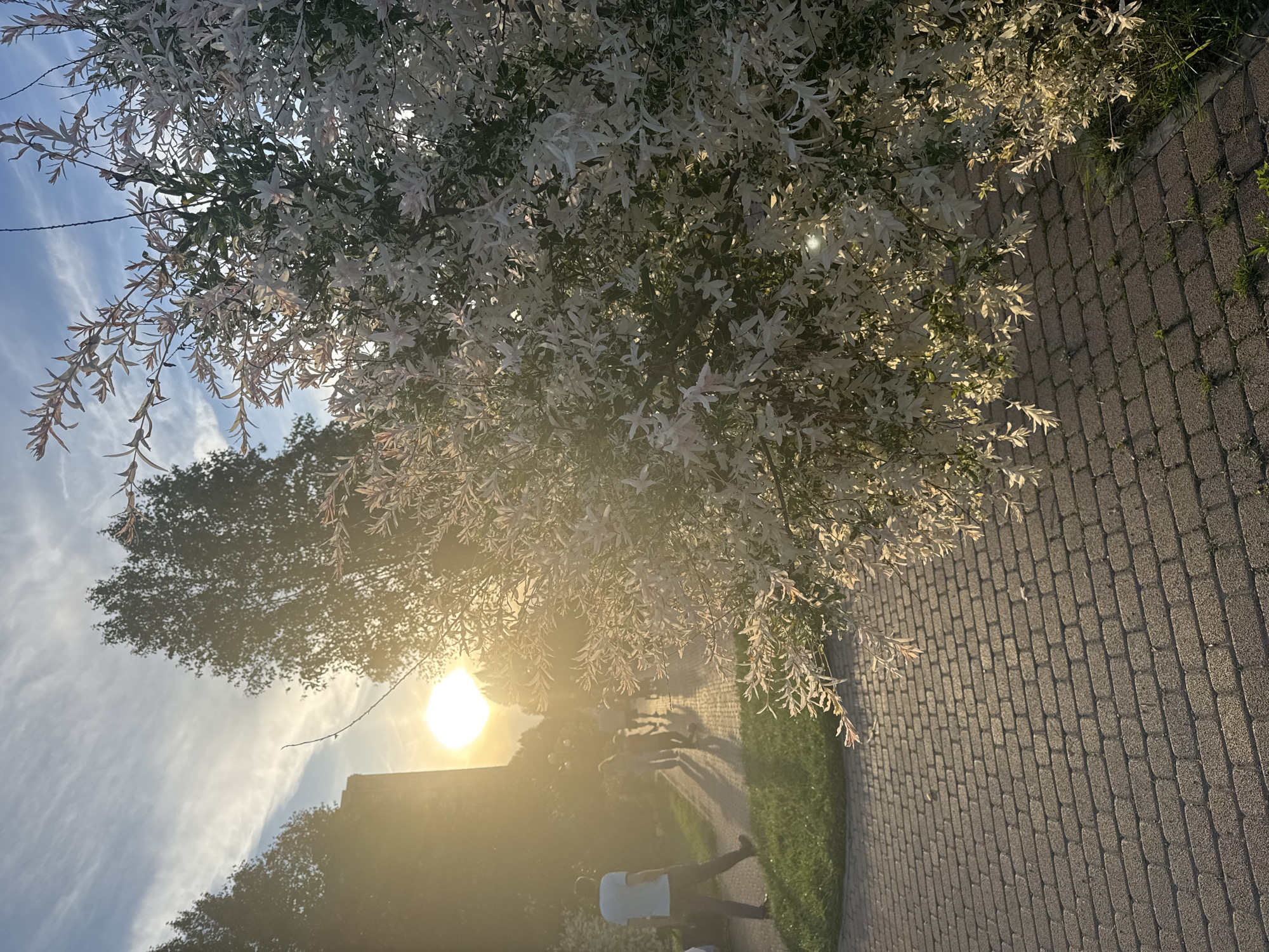The image captures an outdoor scene in Krasnodar, Russia, likely during the late afternoon or early evening, characterized by the low-hanging sun and its warm, golden light. The perspective is taken from under a tree with distinctive variegated leaves, possibly a Dappled Willow (Hakuro-nishiki), which appear light green, white, and pinkish, creating a striking contrast against the darker background and bright sky.
In the foreground, the branches of this tree hang down, partially framing the view. To the right, a paved pathway made of rectangular brick pavers stretches into the distance, with patches of green grass bordering it.
The sun is a prominent feature, positioned on the left side of the frame, creating significant lens flare and a soft, hazy glow across the scene. Its backlighting silhouettes distant trees and casts long shadows. In the mid-ground, on the paved path, at least two individuals are visible. One person, closer to the viewer, is seen from behind, wearing a light-colored t-shirt and dark trousers, appearing to walk along the path. Another figure is further down the path, less distinct.
The sky is a clear blue with some wispy cirrus clouds, indicative of fair weather. In the background, behind the sun and obscured by its glare, dark outlines of other trees and a building or wall can be seen.
The scene conveys a peaceful and pleasant atmosphere, typical of a leisurely stroll in a park or garden during the golden hour. No visible text is present in the image.