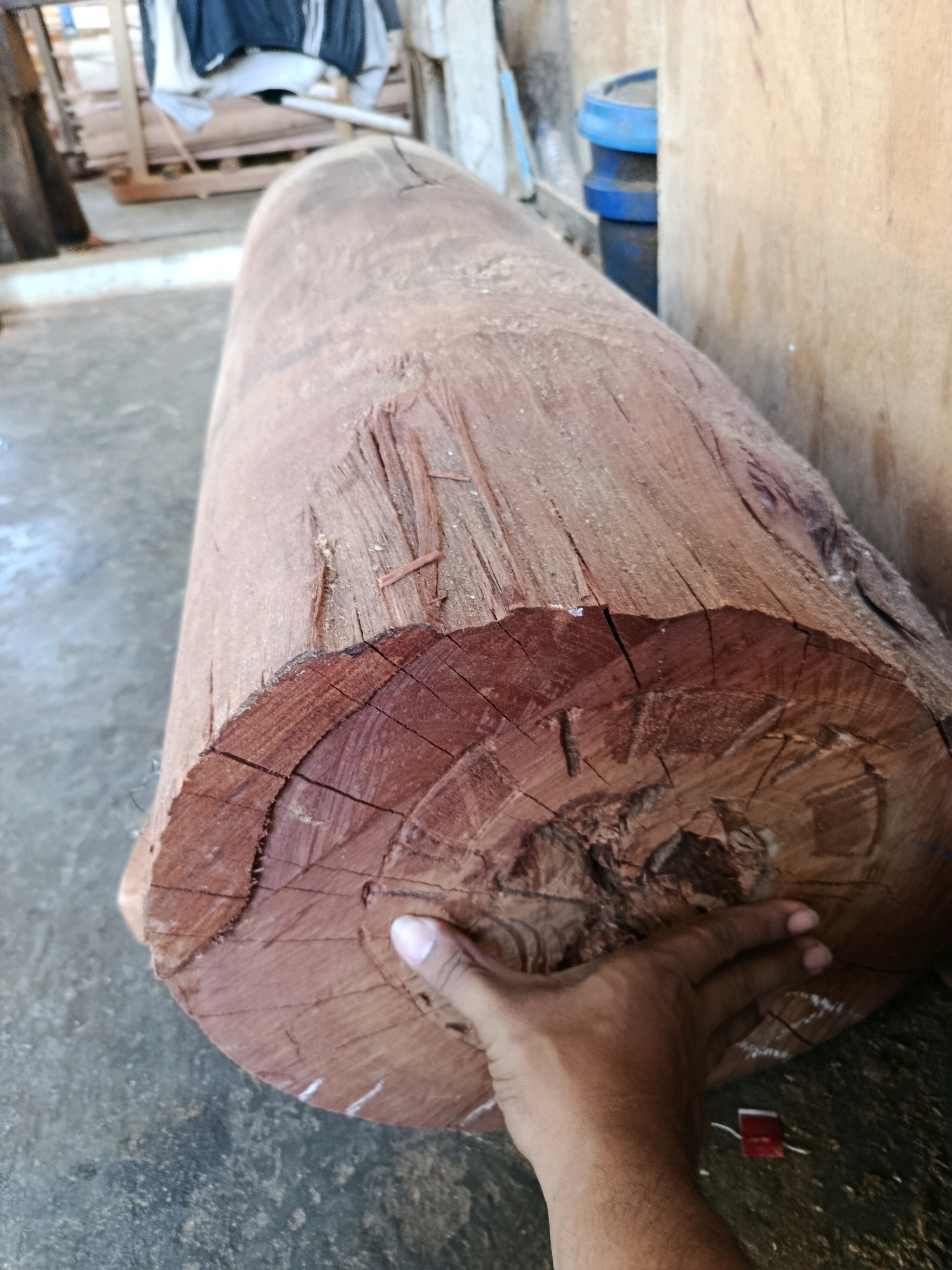 A large, reddish-brown, roughly cut log of wood is the central subject of the image, lying on a grey, textured concrete floor. The log is positioned diagonally, with its cut end facing the viewer and a hand with dark skin touching its surface near the bottom right. The wood grain is clearly visible on the cut end, revealing concentric rings and some cracks. The side of the log is rough and shows signs of weathering or being recently cut. In the background, blurred elements suggest an outdoor or semi-enclosed space. To the left, wooden structures and possibly hanging clothing are visible, along with a pallet. To the right, a wooden wall or partition is present, with a blue cylindrical object partially obscured behind it. The lighting appears natural, casting subtle shadows. The image appears to be taken in Kembangarum, Indonesia, likely in a storage area or workshop related to woodworking.