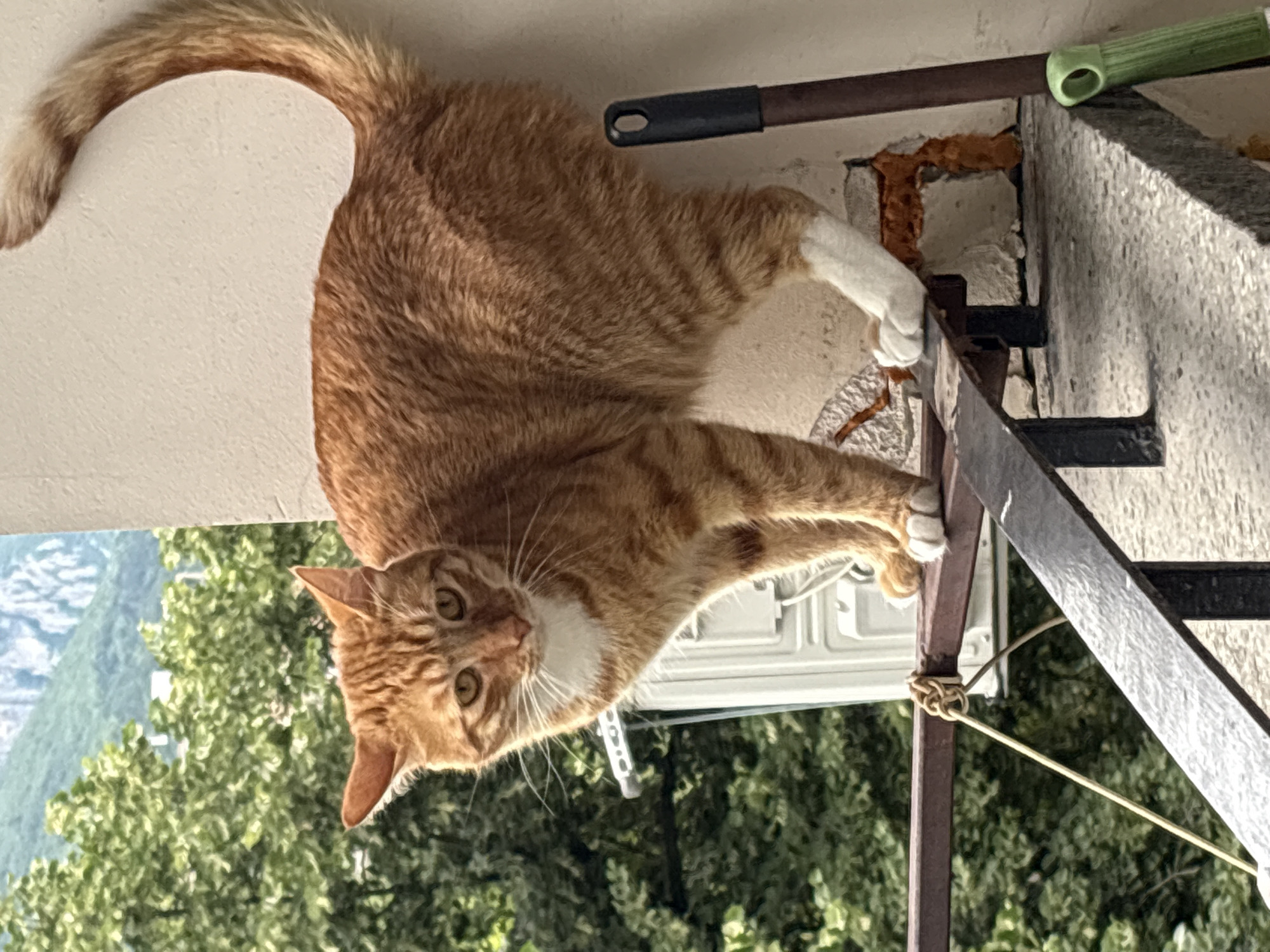 An orange tabby cat with white paws stands on a rusty metal railing. The cat is looking towards the left of the frame with its head slightly tilted. Behind the cat, there are green trees and a blurred mountain in the distance. To the right of the cat, a broom or mop handle is visible. The scene appears to be on a balcony or an elevated outdoor space. The location is confirmed to be Vratsa, Bulgaria.