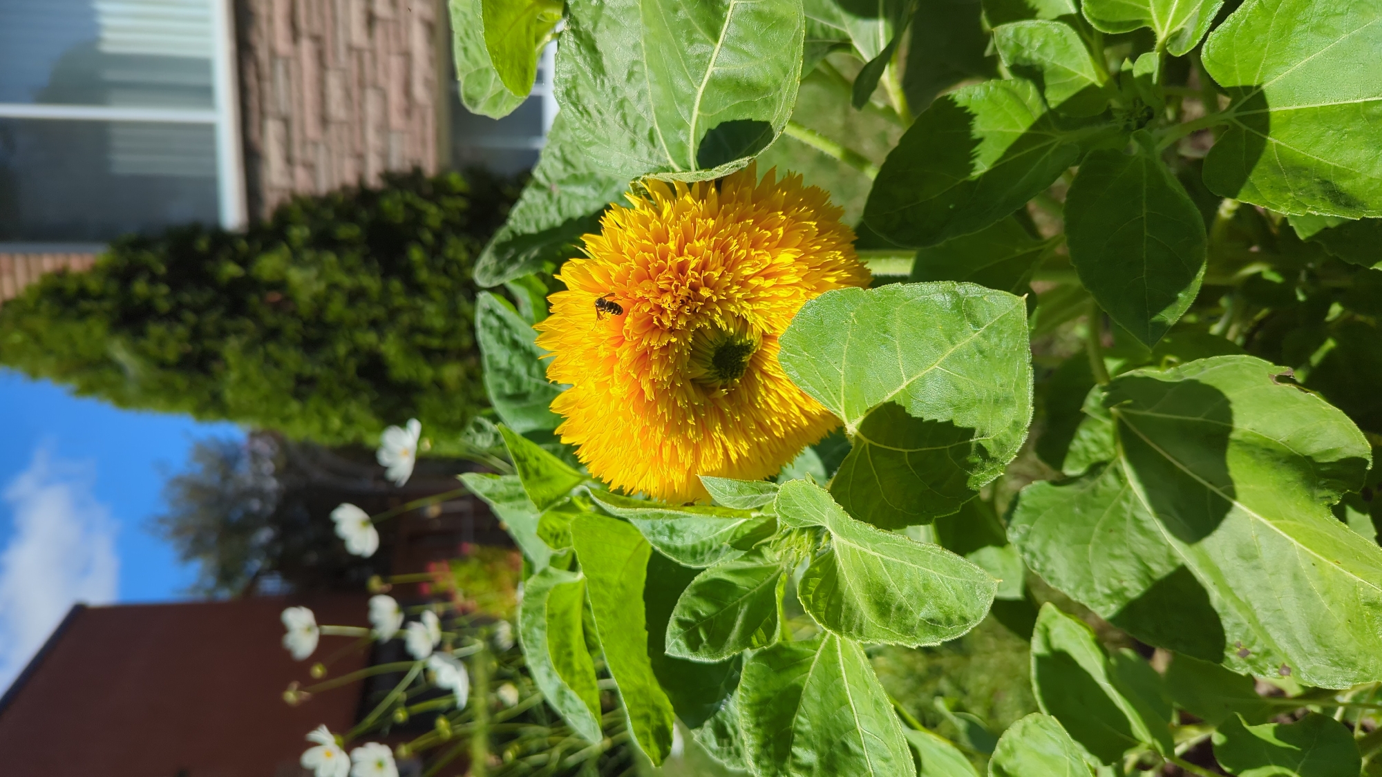 In a garden, a fluffy yellow sunflower blooms, its petals a vibrant mass of texture. A small bee, with wings outstretched, perches on its surface, seemingly collecting nectar. Lush green leaves surround the flower, their large surfaces catching the sunlight. In the background, a blurred brick building with windows stands tall, partially obscured by a conical evergreen tree. White flowers dot the landscape further back, creating a soft contrast against the bright blue sky dotted with white clouds. The scene suggests a peaceful day in a residential area.