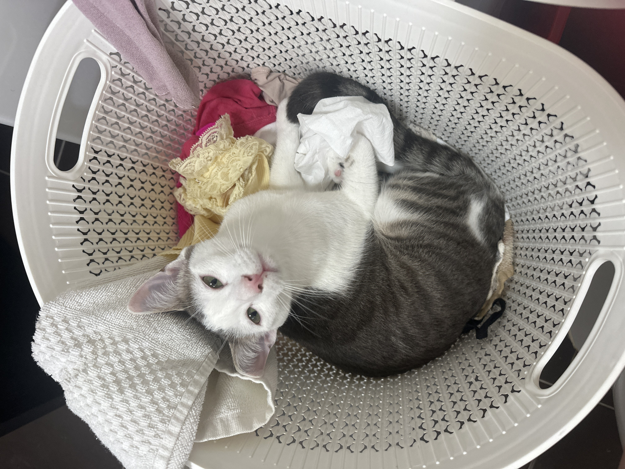 A gray and white cat lies curled in a white laundry basket. The basket contains various items of clothing including a white towel, pink fabric, and yellow lace. The photograph is taken from directly above the basket, showing the interior. The cat is facing upwards towards the camera with eyes open. A crumpled white tissue is near the cat's paws. The environment suggests an indoor setting. There is no evidence indicating this image was taken in the city of Budva, Montenegro.