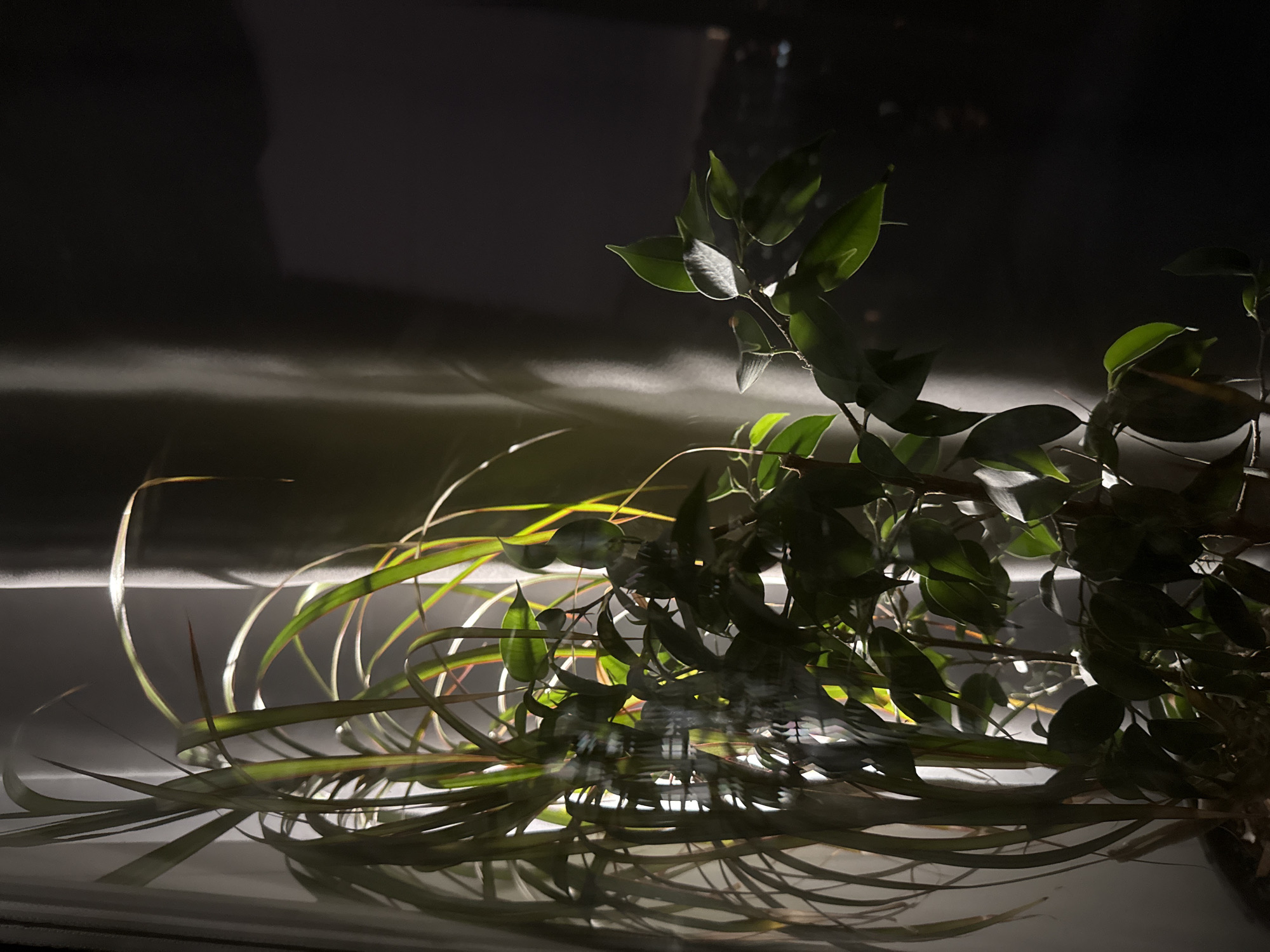 The image shows a close-up of two houseplants in front of a window at night. The plant on the left has long, slender, arching leaves, some of which are illuminated by a warm light, creating bright green and yellow highlights. The plant on the right has broader, ovular green leaves, with some catching the light and appearing glossy. The background consists of a sheer curtain, partially drawn, through which ambient light from outside casts soft shadows and highlights onto the curtain itself. Beyond the curtain, the night sky is visible as a dark expanse, with faint indications of distant city lights suggesting an urban environment. The overall impression is one of a quiet interior scene, illuminated by artificial light and the distant glow of a city. The specific location within Moscow, Russia, cannot be determined from the visual information provided in the image.