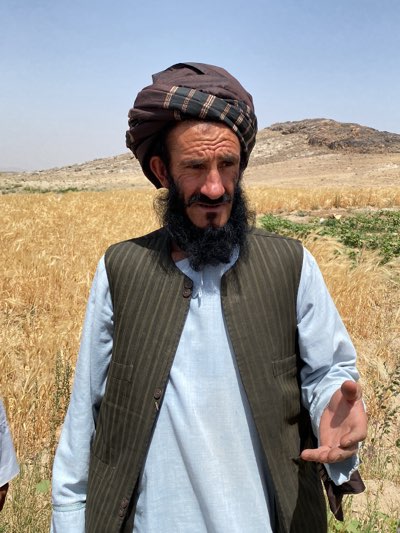 An adult male stands in a field of tall, golden grass on a sunny day in Mansurabad, Afghanistan. The man wears a dark brown turban with a black patterned band, a light blue long-sleeved shirt, and a dark, striped vest. He has a long, dark beard. In the background is a dry, hilly landscape with sparse vegetation. The man's right hand is extended outwards, palm up.