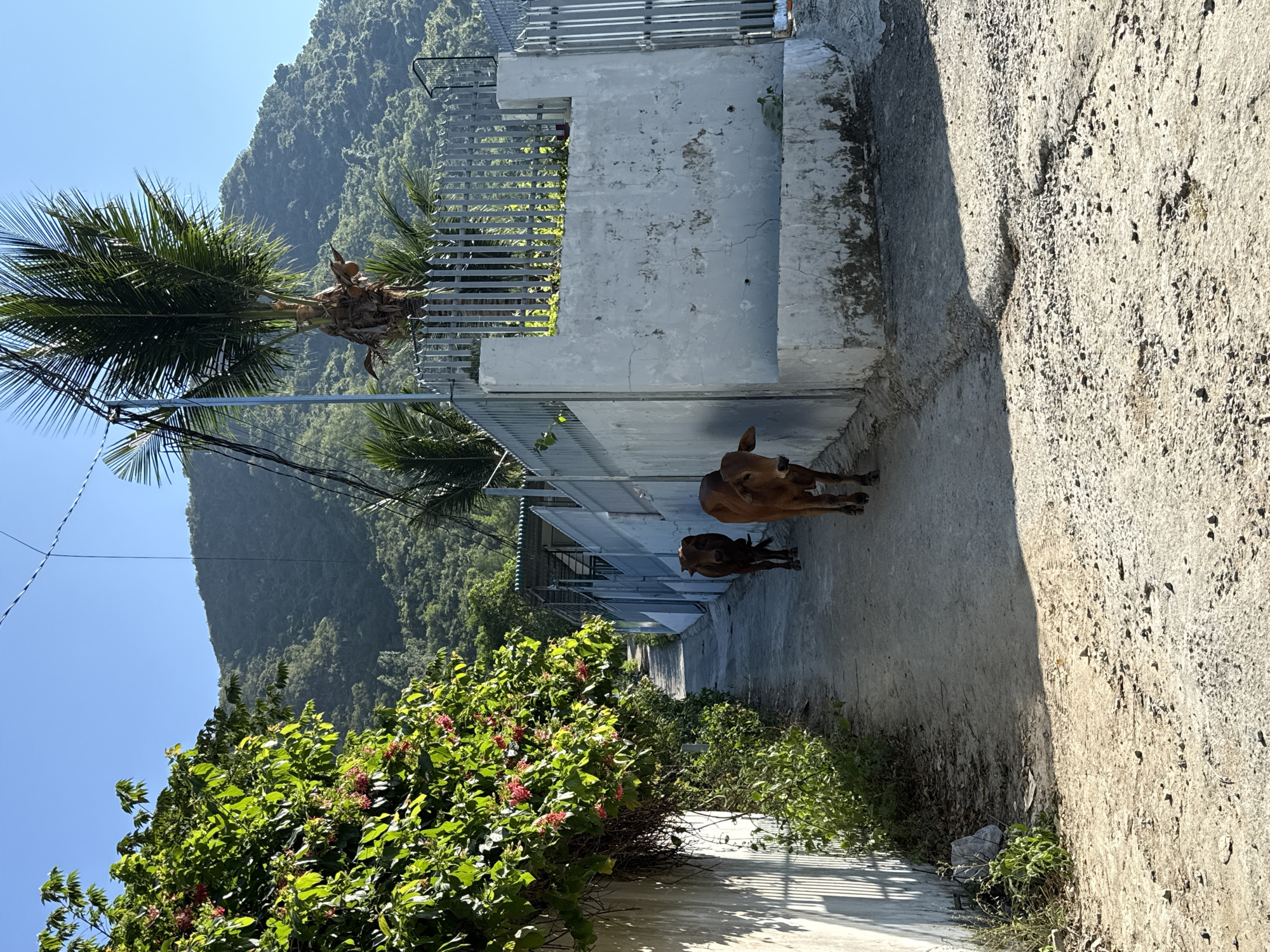 The image shows a narrow concrete lane in Bac Natural Heritage Area Trang, Vietnam. The lane is bordered by a concrete wall and fence on one side and dense green vegetation on the other. Two light brown cows stand in the lane. A coconut palm tree rises near the fence. A tall, green mountain forms the backdrop.
