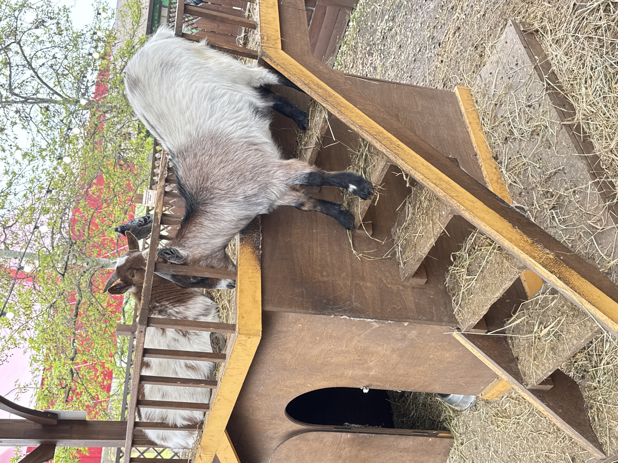 The image shows a goat standing on a wooden structure. It appears to be a petting zoo or animal enclosure, likely in an urban setting, judging by the trees and partial view of buildings in the background. The location is specified as Sochi, Russia.
The goat is mostly gray and white, with darker markings on its legs. It's standing on the upper level of a wooden structure that includes a small house-like enclosure with a circular opening. The structure is multi-tiered, resembling a set of stairs or platforms. There is straw scattered around the top platform. Another smaller brown and white goat stands on the bottom level peering out. The overall scene suggests a public place where people can interact with animals.
