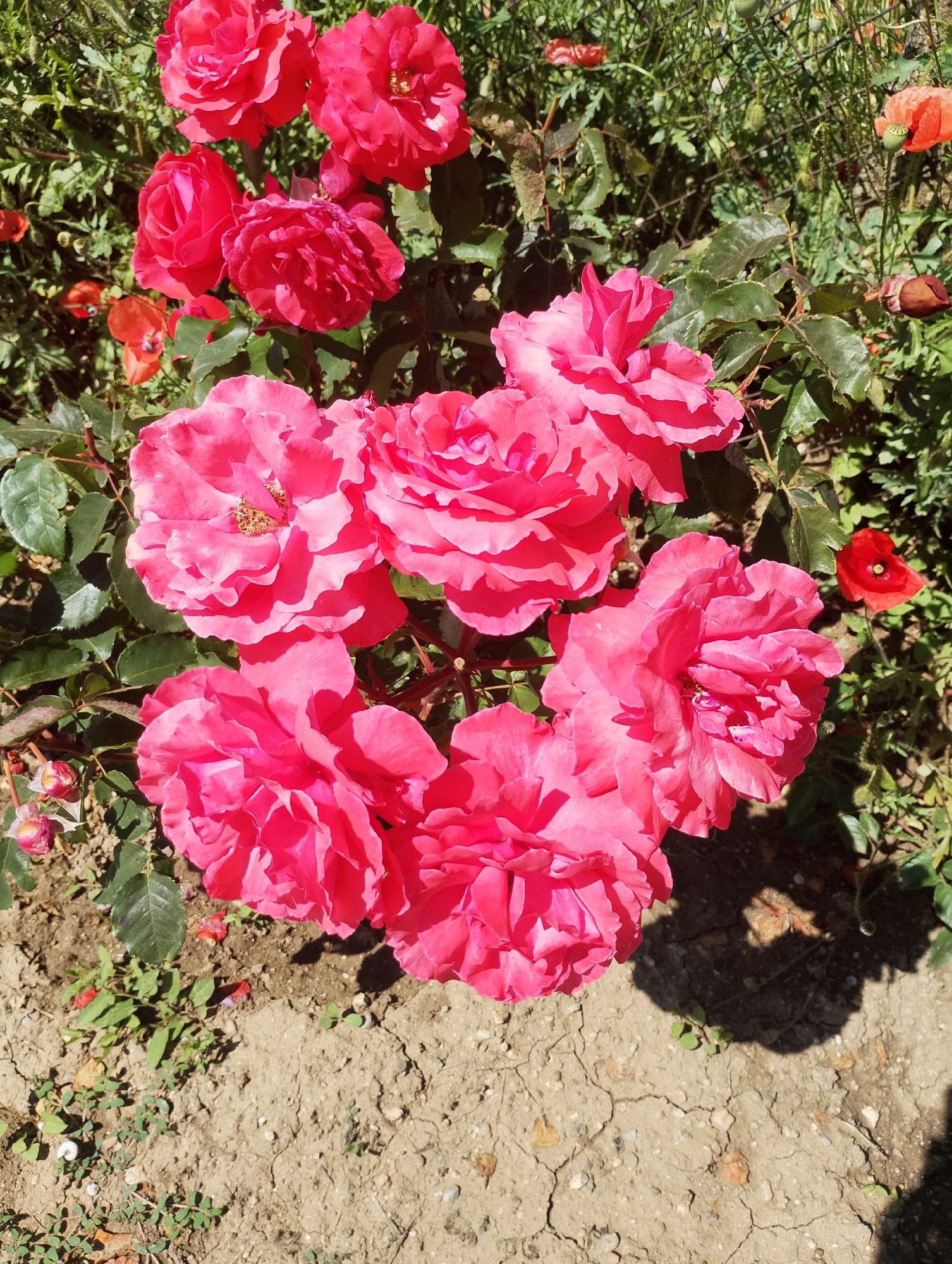 A cluster of bright pink roses, some in full bloom and others partially open, are the dominant subjects in this overhead shot. They are set against a backdrop of lush green foliage and a scattering of red poppies. The roses are in varying stages of bloom, with some revealing their stamens. The scene is bathed in bright sunlight, casting distinct shadows on the dry, cracked soil that forms the lower portion of the frame. A few small buds and fallen petals are visible on the ground. The image appears to have been taken outdoors, likely in a garden or park.