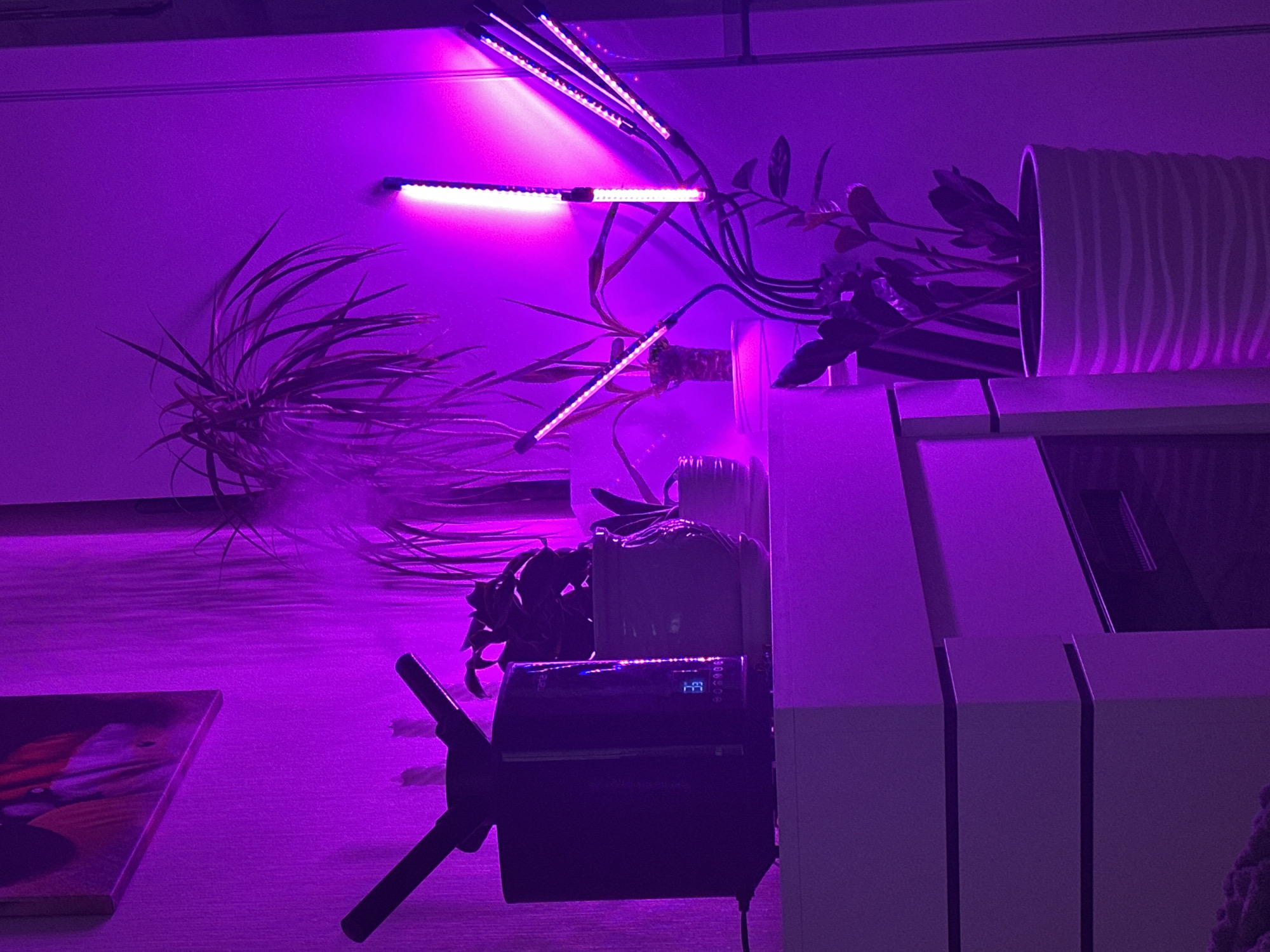 A dimly lit indoor scene is illuminated by purple grow lights pointed at various houseplants. The plants are positioned on top of a white cabinet or shelving unit. The grow lights are attached to a stand with flexible arms. The scene takes place indoors and is not related to Мирный, Russia, or any specific city.