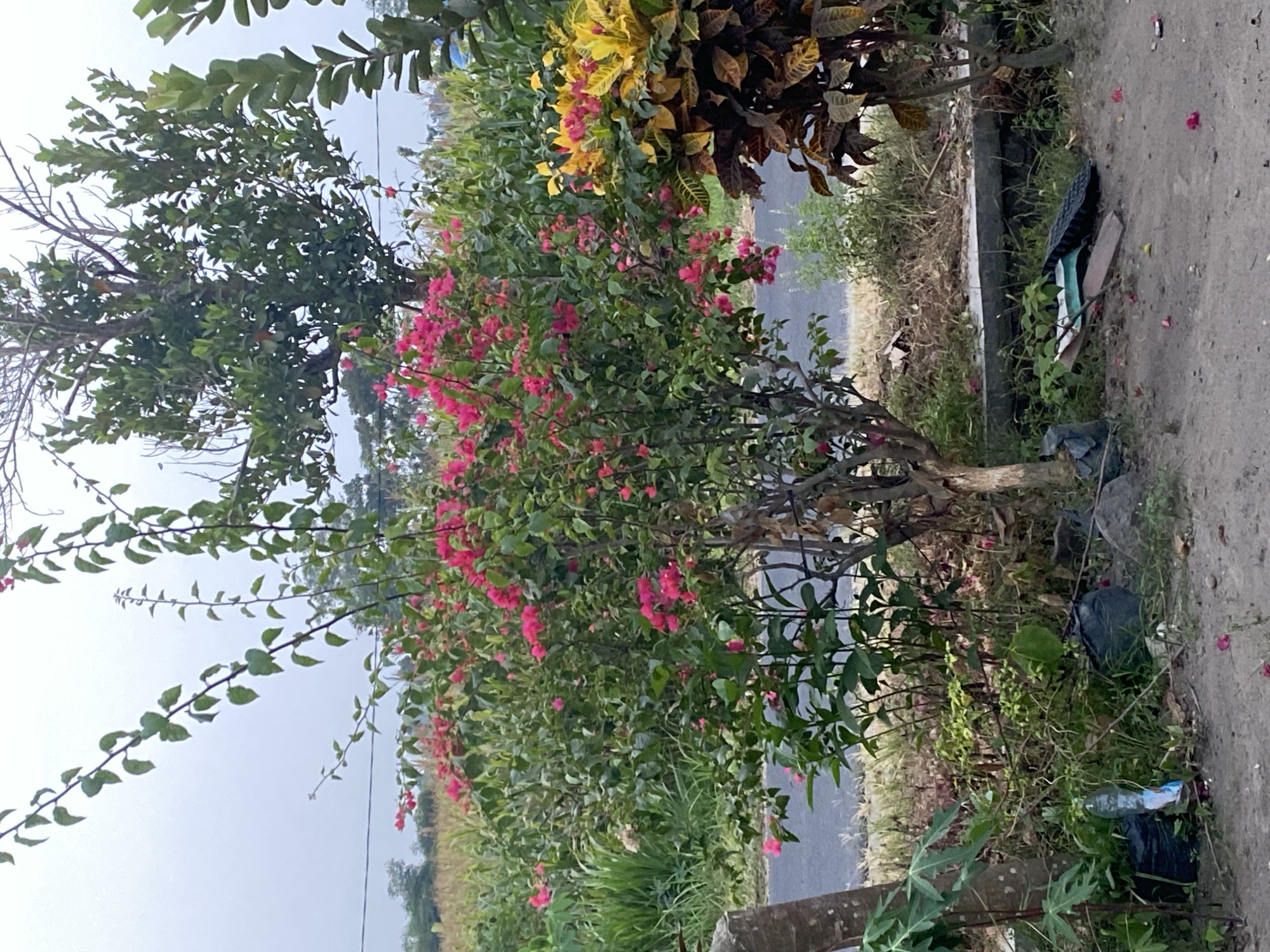 The image depicts an outdoor scene in Jemekan, Indonesia. In the foreground, a patch of dry, gray dirt is visible, with a few scattered pink flower petals. To the left, a small, leafy green plant grows near a rough-hewn wooden post. Behind the post, a partially filled plastic water bottle and two black plastic bags lie on the ground amidst dry grass and a few more pink petals. Further into the scene, a bush with vibrant pink flowers takes center stage, its branches reaching upwards. Behind this bush, to the right, is a plant with striking yellow and green variegated leaves. In the background, a paved road runs horizontally, bordered by greenery and a field of tall, pale green stalks, possibly corn. A large, leafy green tree stands in the middle ground, and to its right, another tree with sparser foliage is visible. The sky is overcast with a muted gray hue. The overall impression is of a somewhat overgrown and unkempt area bordering agricultural land.