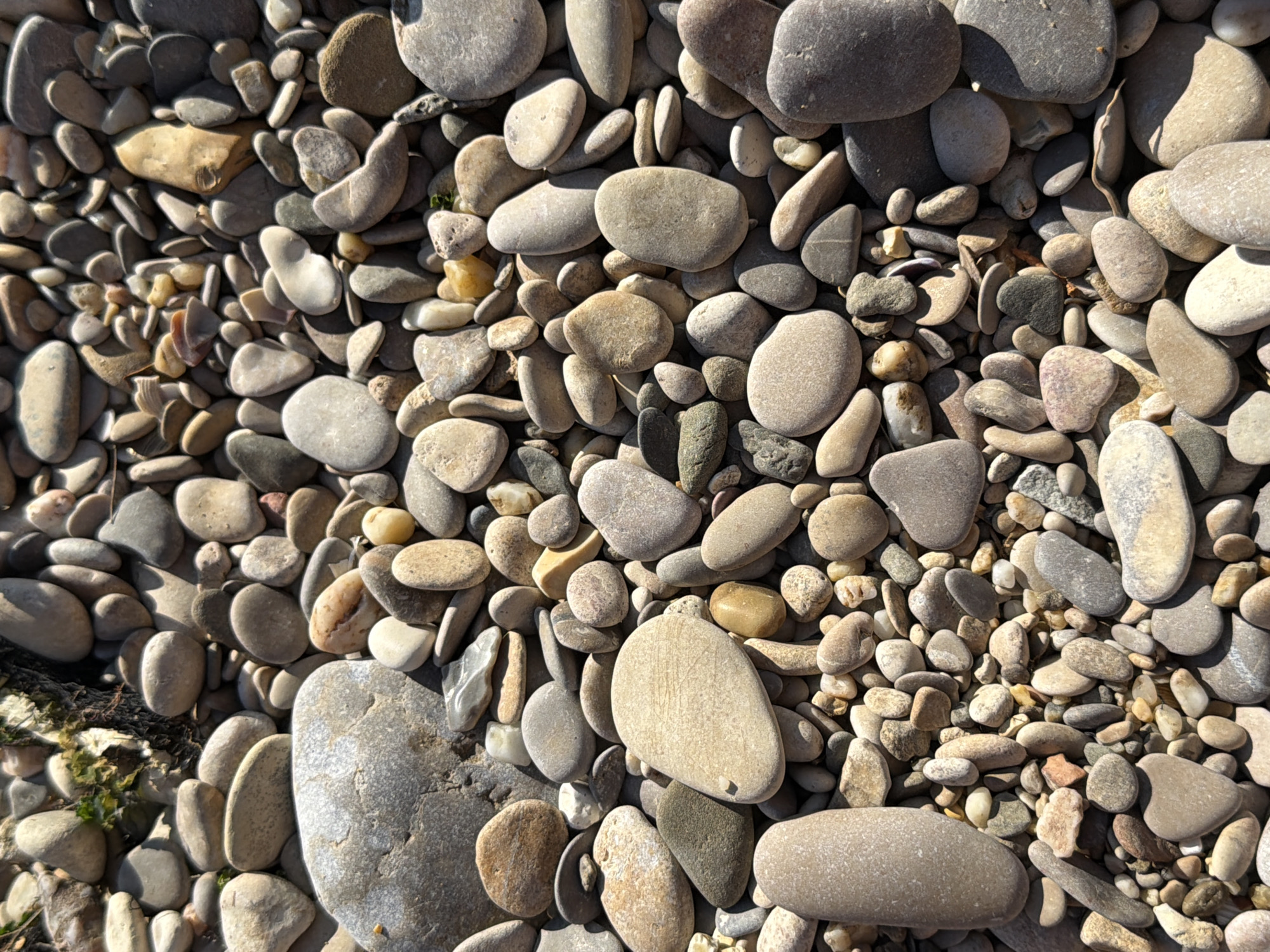 The image depicts a close-up, overhead view of a textured surface covered in a dense arrangement of smooth, rounded pebbles. The pebbles vary in size, shape, and color, displaying a natural spectrum of grays, browns, whites, and tans, with occasional hints of pink and green. Some pebbles are larger and more prominent, while others are small and fill the interstitial spaces. The lighting suggests a bright, sunny day, casting distinct shadows that accentuate the three-dimensional quality of the pebbles. There are no people, animals, or man-made objects visible in the frame. The environment is natural, likely a beach or riverbed, characterized by the abundance of stones. The location provided, Качинский округ, Ukraine, suggests a specific geographical context for this natural scene.
