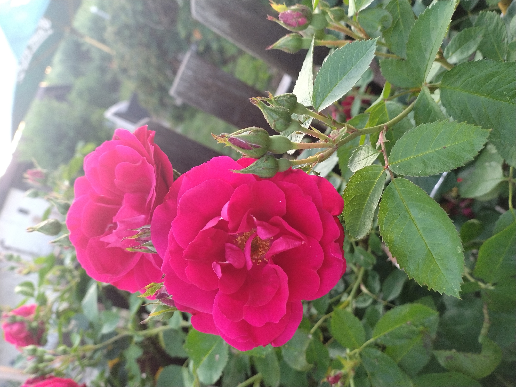 A close-up, eye-level, outdoor, natural light photograph captures a cluster of vibrant pink roses in bloom. Two fully opened roses are prominently featured, one in the foreground and another slightly behind it. Several rosebuds in various stages of development are visible on thorny stems, interspersed with lush green leaves. The background is softly blurred, revealing a weathered wooden fence and hints of greenery, suggesting a garden setting. The lighting suggests it is either early morning or late afternoon. The location is unknown.