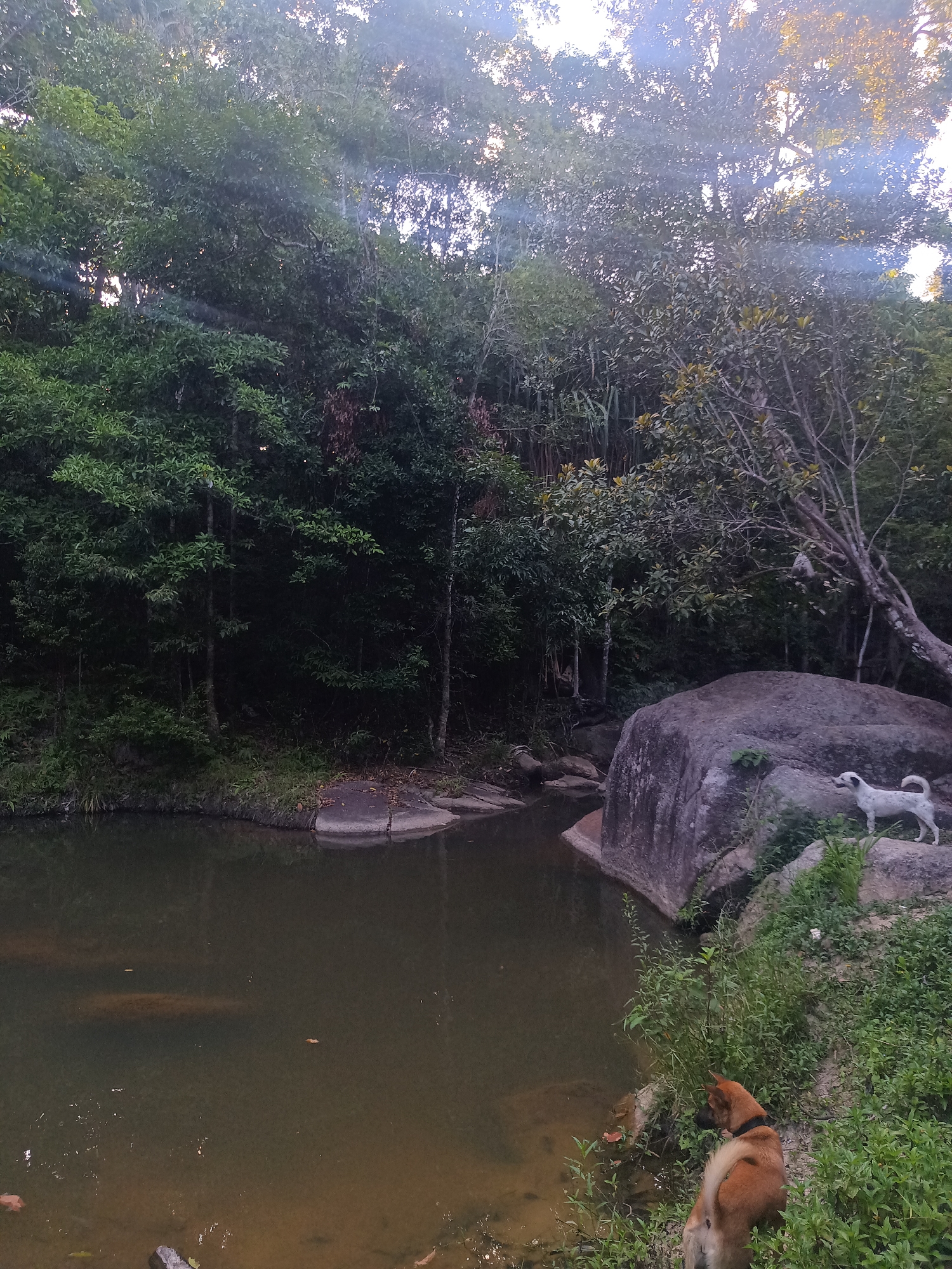The photograph, taken in Baan Thong Nang, Thailand, depicts a natural scene with a body of water, likely a pond or pool, bordered by lush vegetation and rocks. The water is dark and reflects the surrounding environment. Two dogs are present; one tan-colored dog with a dark collar stands at the water's edge, seemingly observing the water, while a white dog with spots stands on a large rock. The background consists of a dense forest with various trees and foliage. The lighting suggests either early morning or late afternoon due to the soft, diffused sunlight filtering through the trees. A large boulder is visible next to the pond.