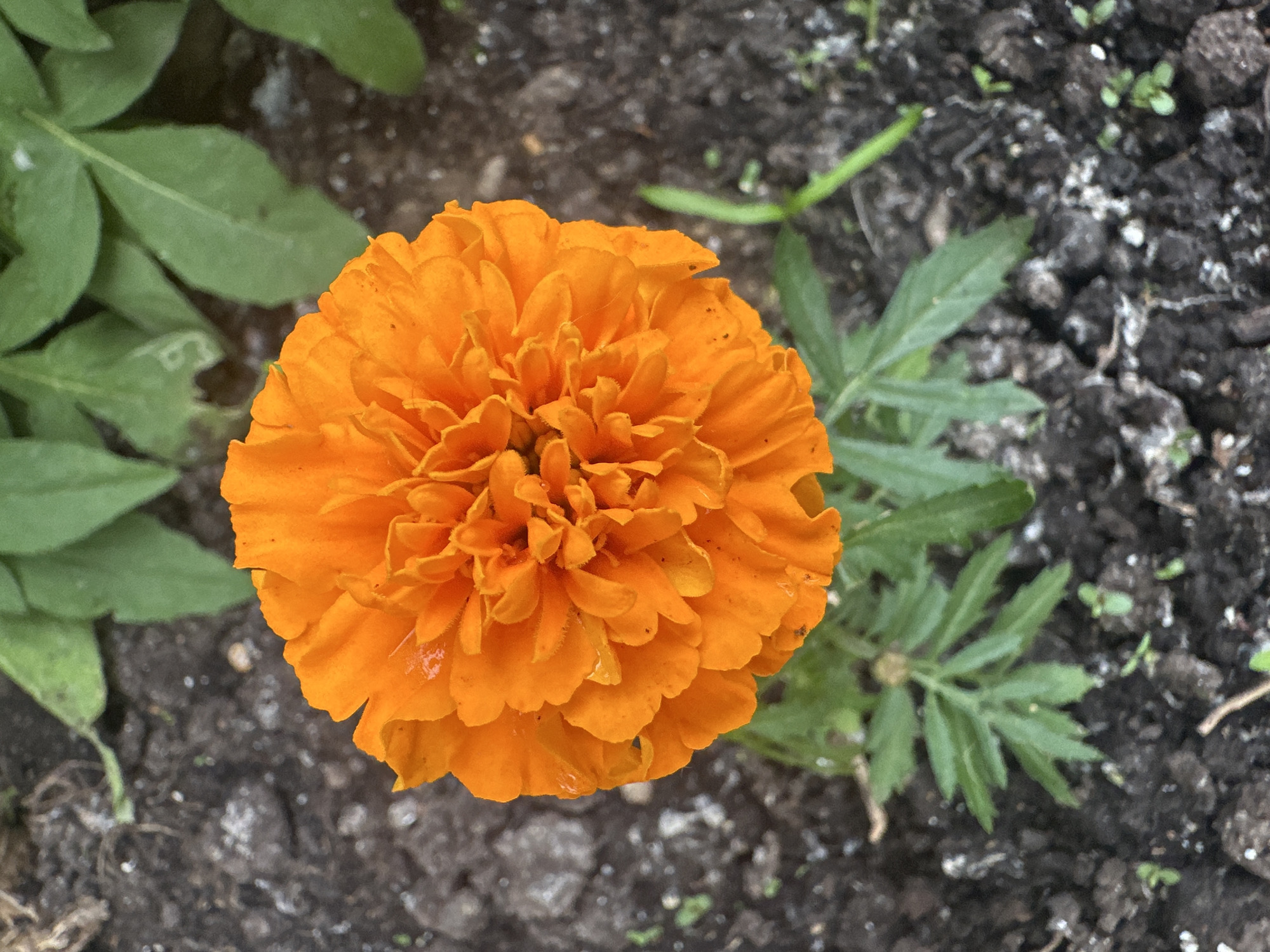 A close-up, overhead shot features a vibrant orange marigold flower in full bloom, its dense petals creating a ruffled appearance. The flower is centered in the frame, with green leaves visible at its base. The surrounding environment consists of dark, rich soil, interspersed with small pebbles and a few nascent green sprouts. In the background, more green foliage is present. The scene appears to be in a garden setting within the city of Khimki, Russia, likely a residential area or park. No individuals are present in the image.
