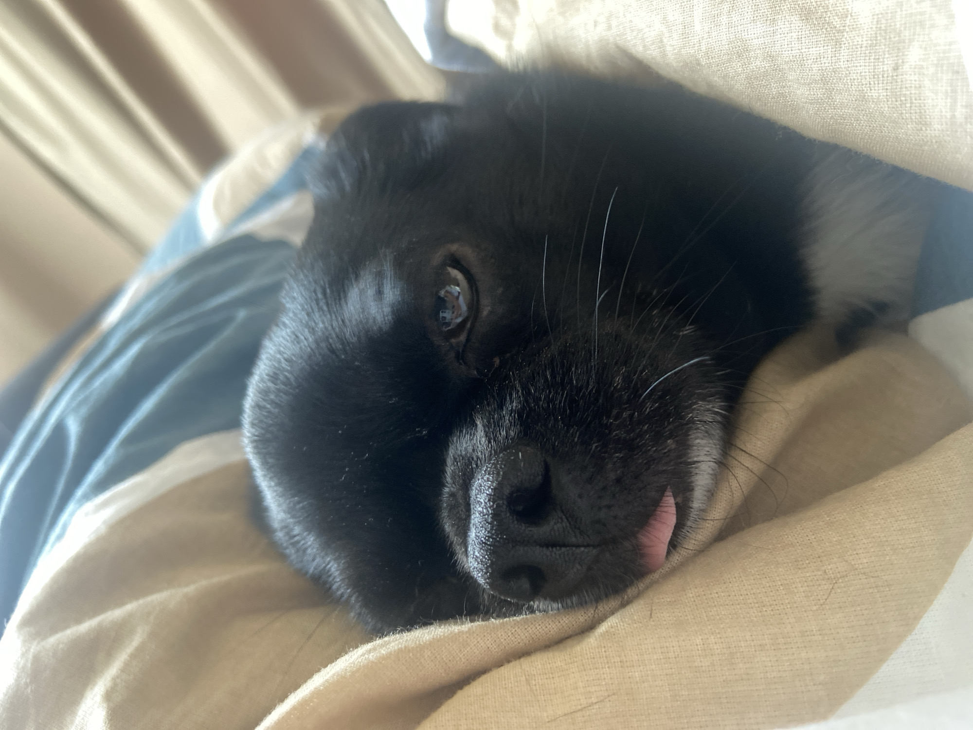 A black dog is nestled within blankets. The dog's head is resting on its side, with its tongue slightly sticking out. One eye is visible, reflecting the light. The blankets are a mix of tan and blue and white stripes. The image appears to have been taken indoors, likely in a residential setting. There is no information to suggest this image is located in Revda, Russia.