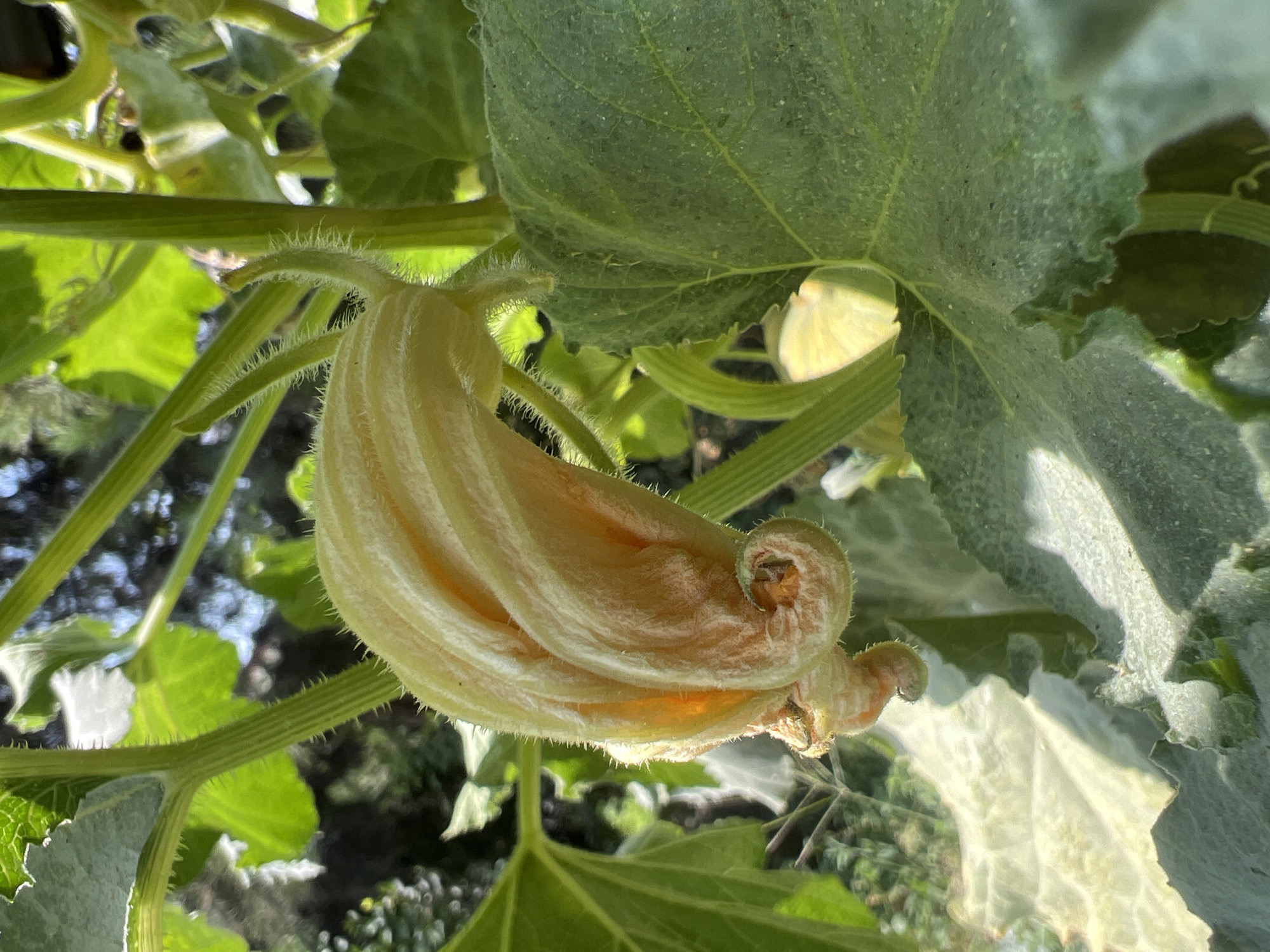 The image displays a close-up, outdoor, natural light photograph of a developing pumpkin flower on a vine. The flower is pale yellow and appears to be in a bud-like stage, tightly furled with delicate, fuzzy hairs visible on its surface and stem. Several green leaves, characteristic of a cucurbit plant, are prominent in the foreground and background, showing a rough texture. The stems are also green and hairy. Sunlight filters through the foliage, creating highlights and shadows. The background is softly blurred, suggesting a garden or natural setting with some trees and possibly other plants. There are no people or signs of human activity, beyond the cultivation of the plant itself. The specific location within Tashkent, Uzbekistan, cannot be determined from the visual information alone.