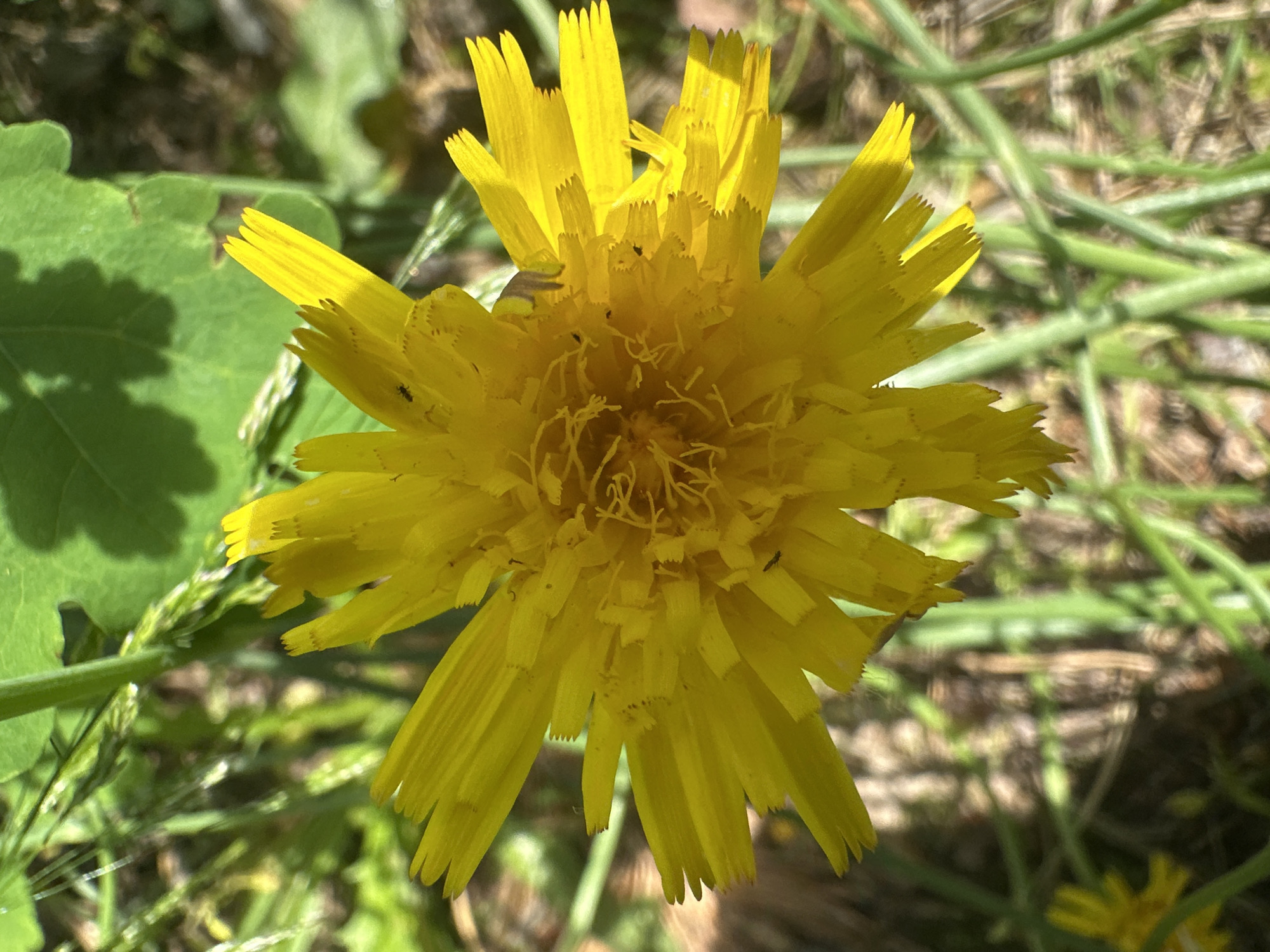 A close-up, top-down shot shows a bright yellow dandelion flower in the center, with its thin petals radiating outward. The flower is surrounded by blurred green grass and foliage, with hints of brown earth visible in the background. Sunlight casts dappled shadows on the scene. A few small black insects are visible on some of the dandelion petals.