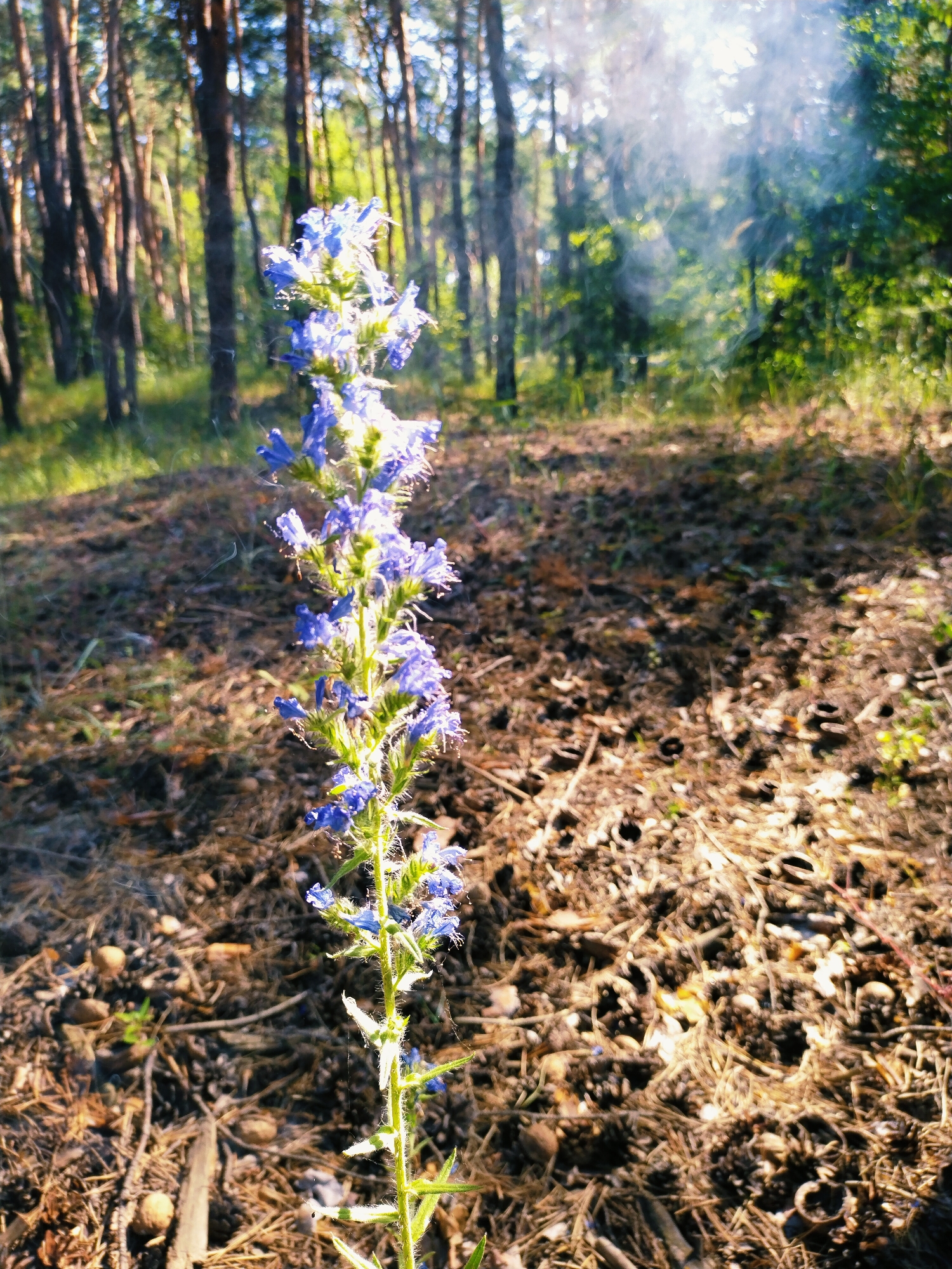 A vertical, close-up shot captures a single stalk of blue wildflowers with a forest floor of pine needles, cones, and debris in the foreground and a sunlit forest with tall trees in the background. Some of the pine needles on the forest floor are illuminated by sunlight, creating a dappled effect. A wisp of white smoke or fog is visible in the upper right portion of the image, partially obscuring the trees and foliage. The scene appears to be located in a wooded area, possibly a park or forest on the outskirts of the city of Horishni Plavni, Ukraine. No people are present in the image.