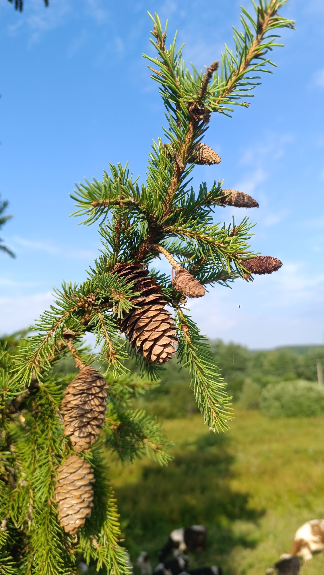 A close-up shot focuses on a branch of a coniferous tree adorned with several pinecones. The branch extends diagonally across the frame from the upper left to the lower right, with its needles a vibrant green. Several pinecones are visible at various stages of development, some small and elongated, others larger and more mature. In the background, a blurred landscape of green fields and trees stretches under a clear blue sky with sparse white clouds. There are no people or animals directly visible in the frame. The image appears to have been taken outdoors during daylight, likely in a natural or semi-natural setting given the presence of the trees and open field. The location of Karsha, Russia, cannot be visually determined from the image itself.