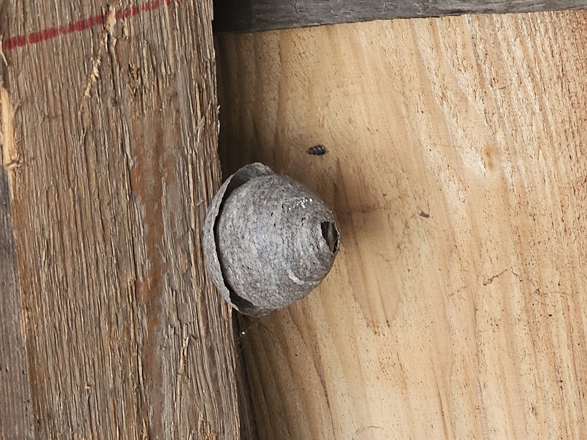 A paper wasp nest is attached to a wooden wall and a wooden beam. The nest is gray and round with a visible entrance. A wasp is seen flying away from the nest. The wood appears aged and weathered. No people are visible. The location is not specified.