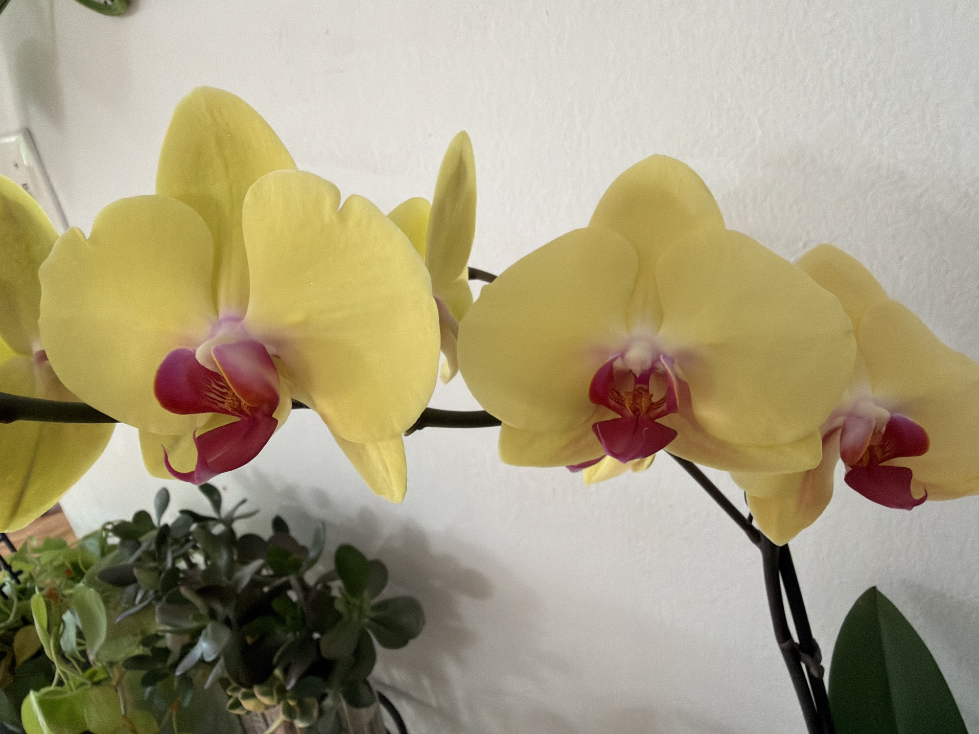 A close-up, eye-level shot shows a branch of bright yellow orchids with magenta centers, set against a textured white wall. Several orchids are in bloom, with one large bloom in the foreground left, and two more on the right. A single orchid bud is visible in the upper center. A dark green leaf is positioned in the lower right corner. In the lower left, a portion of a green plant with smaller leaves is visible, out of focus. The scene is indoors, with no discernible specific location within a city.