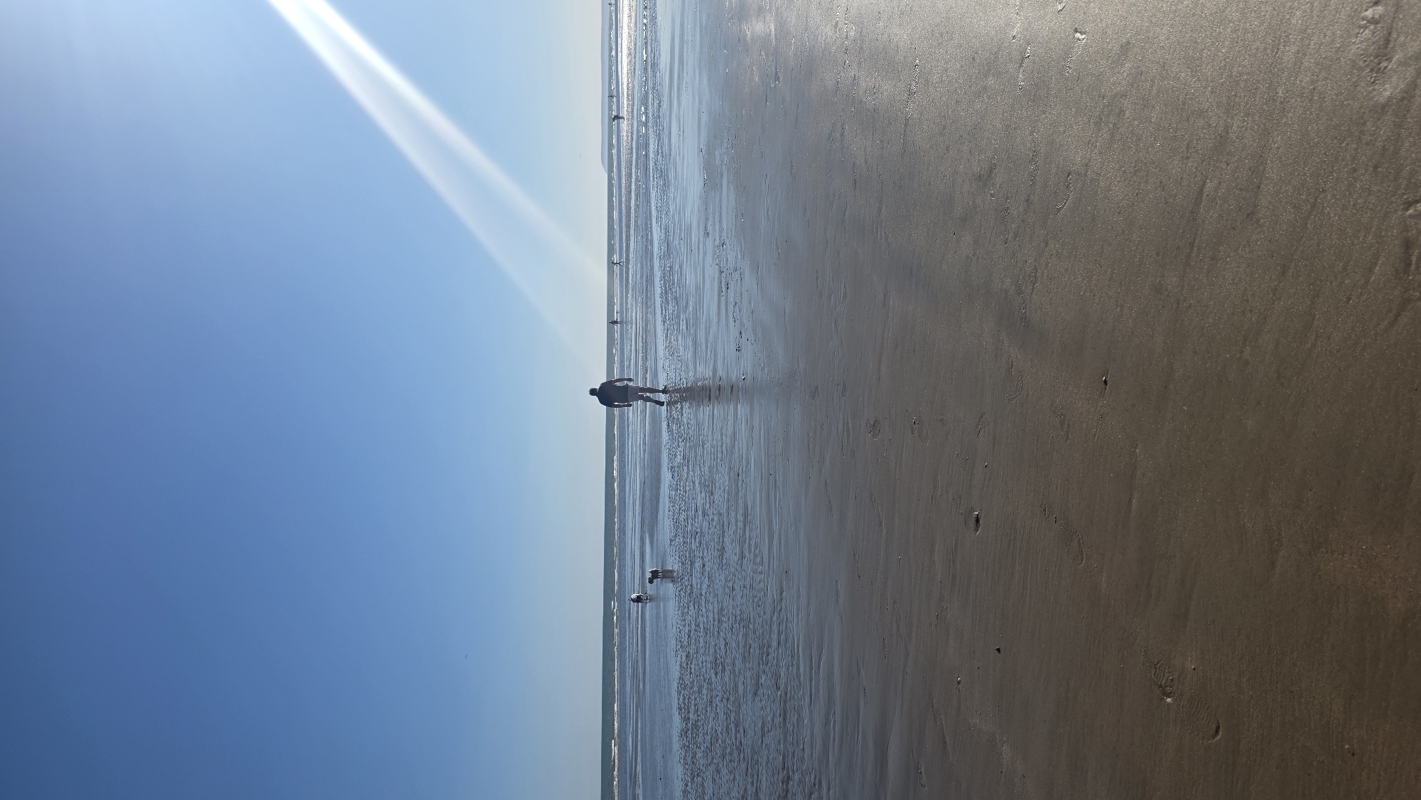 The image depicts a wide, sandy beach under a clear blue sky. The tide is out, leaving a wet, reflective surface on the sand with shallow pools of water. In the foreground, the sand is textured with ripples and scattered debris. Further back, a person is walking away from the camera towards the sea. They are silhouetted against the bright sky. To the left of the person, two dogs are visible, appearing to be running or walking on the wet sand. In the distance, several other figures are present on the beach, some appearing to be walking and others further out towards the water. The sun is shining brightly, casting a strong beam of light across the sky from the upper right corner of the image, creating a lens flare effect. The horizon is visible with a faint outline of land in the far distance. The scene is characteristic of a sunny day at the seaside, likely St Leonards-on-Sea, United Kingdom, given its flat, expansive beaches.