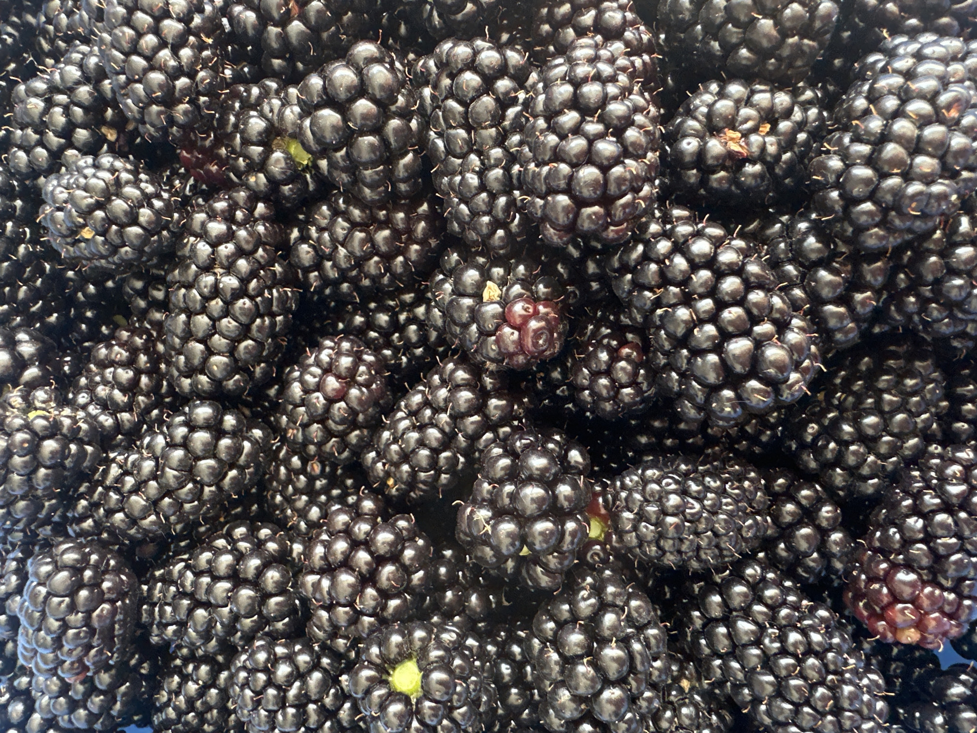This is a close-up, overhead, still photograph of a pile of fresh blackberries. The berries are a deep, glossy black with some hints of red and purple. They are packed tightly together, creating a textured surface with visible drupelets. Some of the berries have small green stems or remnants of stems. The lighting creates highlights and shadows, emphasizing the rounded shapes of the individual berries. The image is entirely focused on the fruit, with no background visible. This photograph was taken in Kara-Kulja, Kyrgyzstan.
