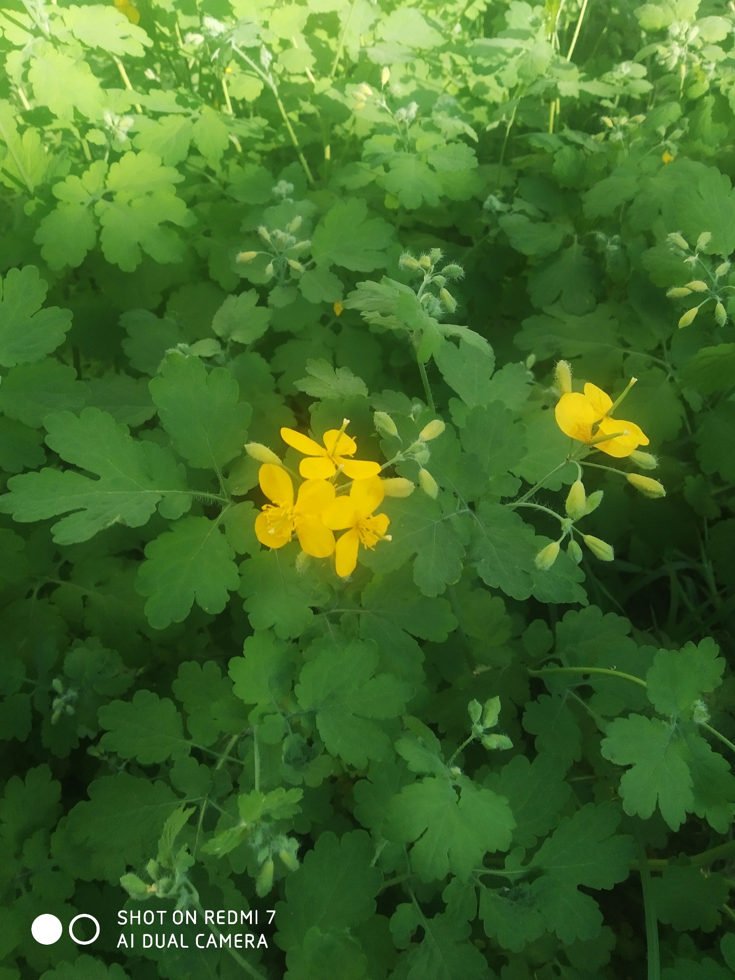 A medium shot photograph shows a patch of green vegetation with small yellow flowers. The leaves are round and scalloped, covering much of the frame. Several yellow flowers, each with four petals, are scattered among the leaves. Unopened buds are visible as well. The location is Chaikovsky, Russia.