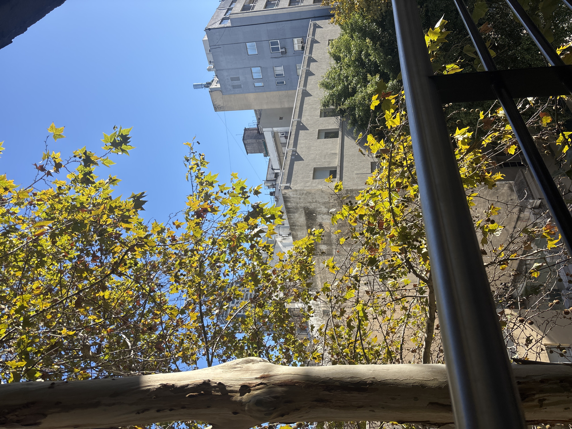 The image shows a view from a low angle, looking up through tree branches with yellowing leaves towards a tall building against a clear blue sky. A metal railing is visible on the right side of the frame. A light-colored, textured tree trunk is in the foreground. The building is gray and appears to be located in an urban environment.