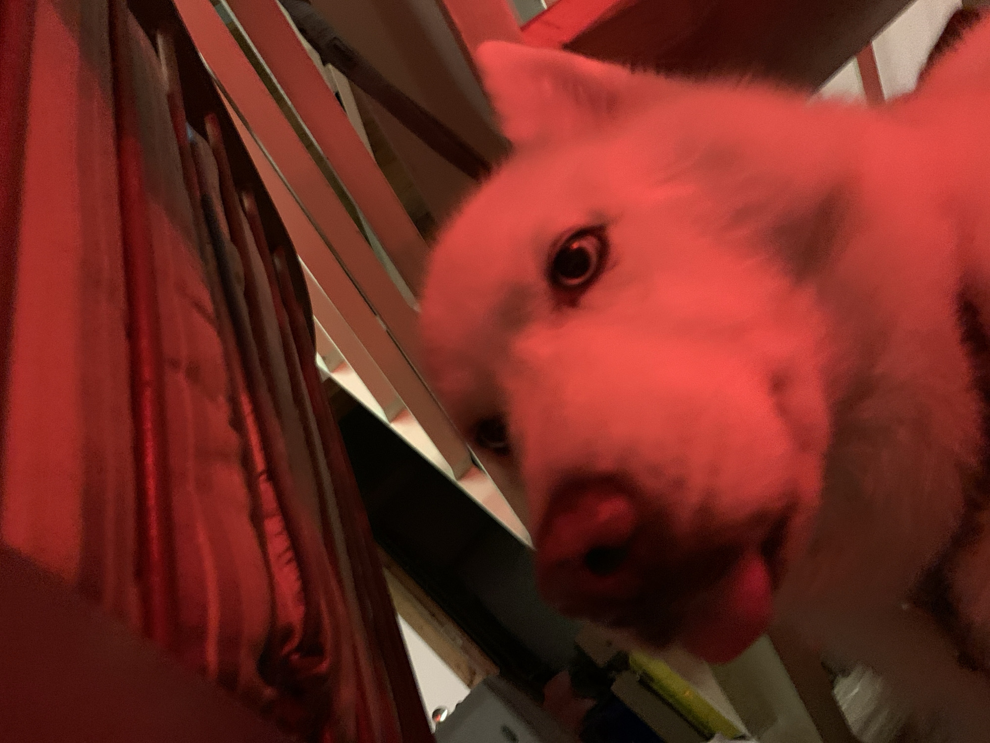 A close-up, slightly distorted view shows a white dog's face under red lighting, possibly emanating from a nearby light source. The dog has dark eyes and a pink nose. The background consists of what appears to be the slats of a chair or crib. A red, reflective material is visible on the left side of the frame. The location in the city of Tel-Aviv, Israel is unknown.