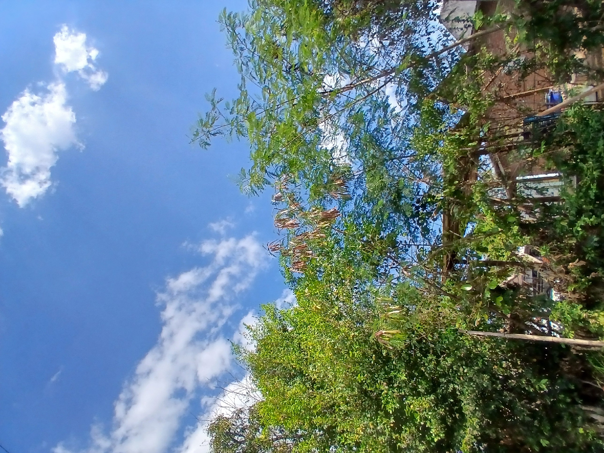 The image captures a view of lush green trees and a bright blue sky with scattered white clouds. In the foreground, the foliage of several trees dominates the scene, with some leaves appearing brown and dry, suggesting a change in season or perhaps wilting. The trees are dense and create a natural canopy, partially obscuring what appears to be buildings in the background. These structures seem to be made of brick, with some visible roofing. A thin wooden pole is noticeable in the lower left portion of the image, standing vertically amongst the trees. The overall impression is a tropical or subtropical outdoor environment, possibly a residential area given the presence of buildings. The sunlight suggests it is daytime, and the clear sky indicates fair weather. The image lacks any human figures or explicit action, presenting a static, natural landscape intermingled with man-made structures.