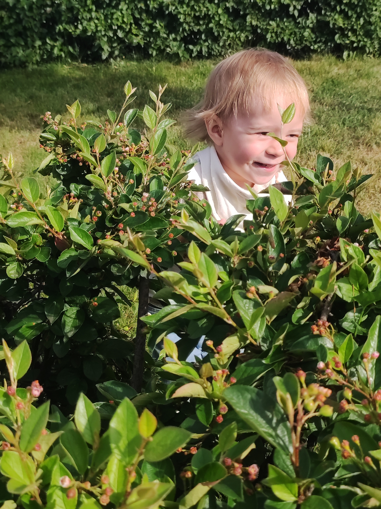A young child with blonde hair and a white shirt peeks out from behind a dense green bush with small red berries. The child is smiling and looking to the right. The background consists of a lawn and a hedge. The image was taken in the city of Chaikovsky, Russia.