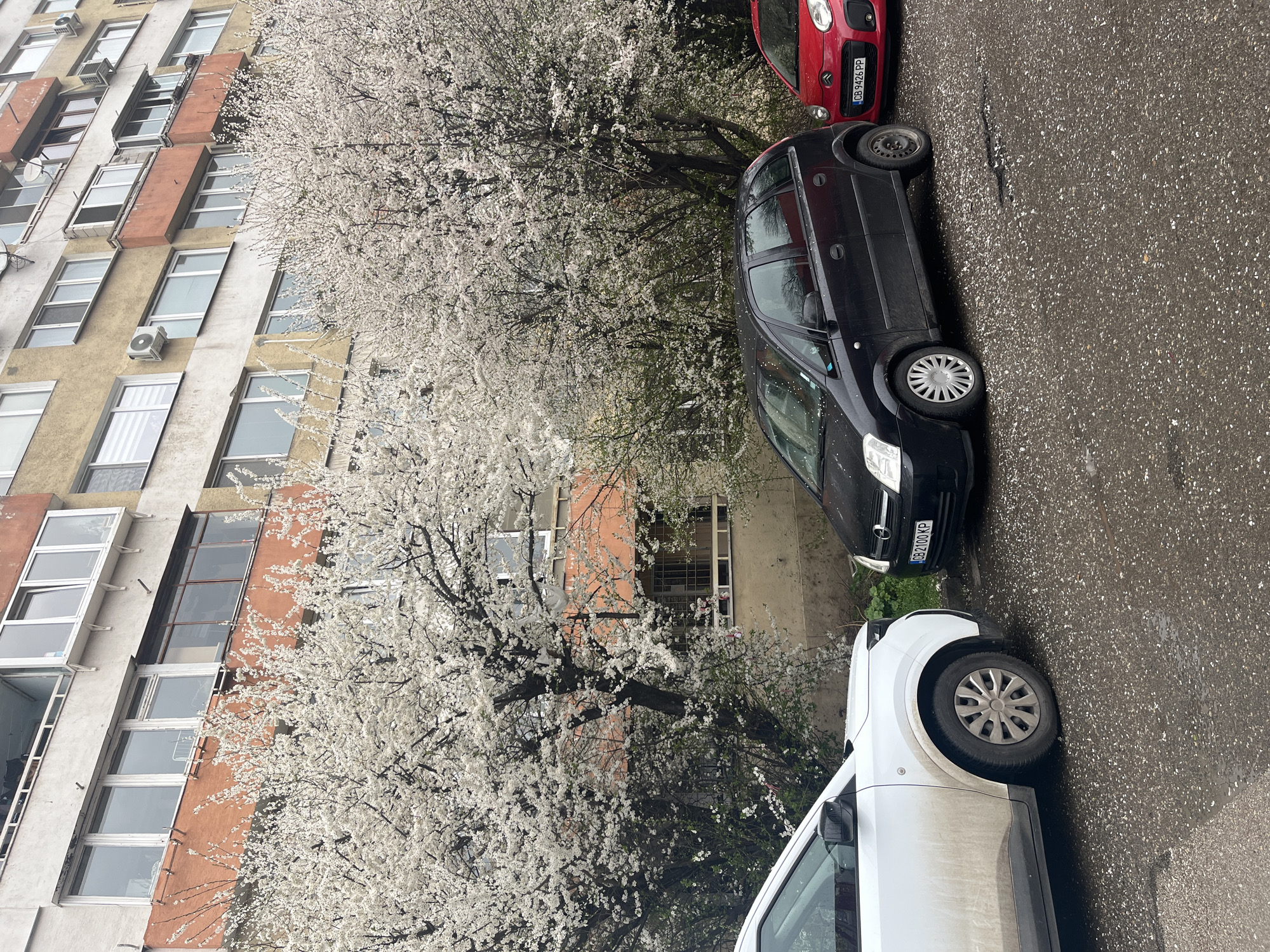 The image shows a street scene in Sofia, Bulgaria. An apartment building with various window types and some air conditioning units is on the left. A large tree with white blossoms dominates the central part of the image, appearing to be in full bloom. Three cars are parked along the street: a red compact car, a black mid-size car with license plate "CB 9426 PP", and a white van partially visible at the bottom. The black car has license plate "CB 2100 KP". The street surface appears wet with fallen blossoms or debris. There are no visible people.