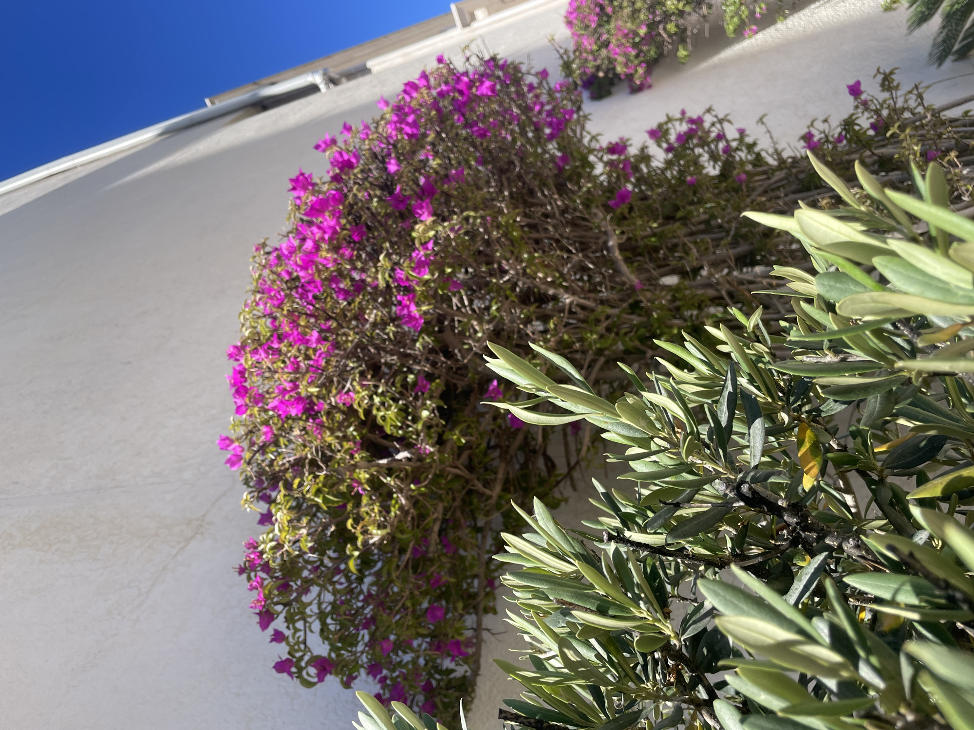 A low-angle shot captures a white building exterior adorned with vibrant purple bougainvillea flowers and green foliage. The bougainvillea cascades down the wall, contrasting with the clear blue sky visible in the upper left corner. The leaves in the foreground, likely from a nearby olive tree, add depth to the composition. The location is unknown, and no people or specific actions are depicted.
