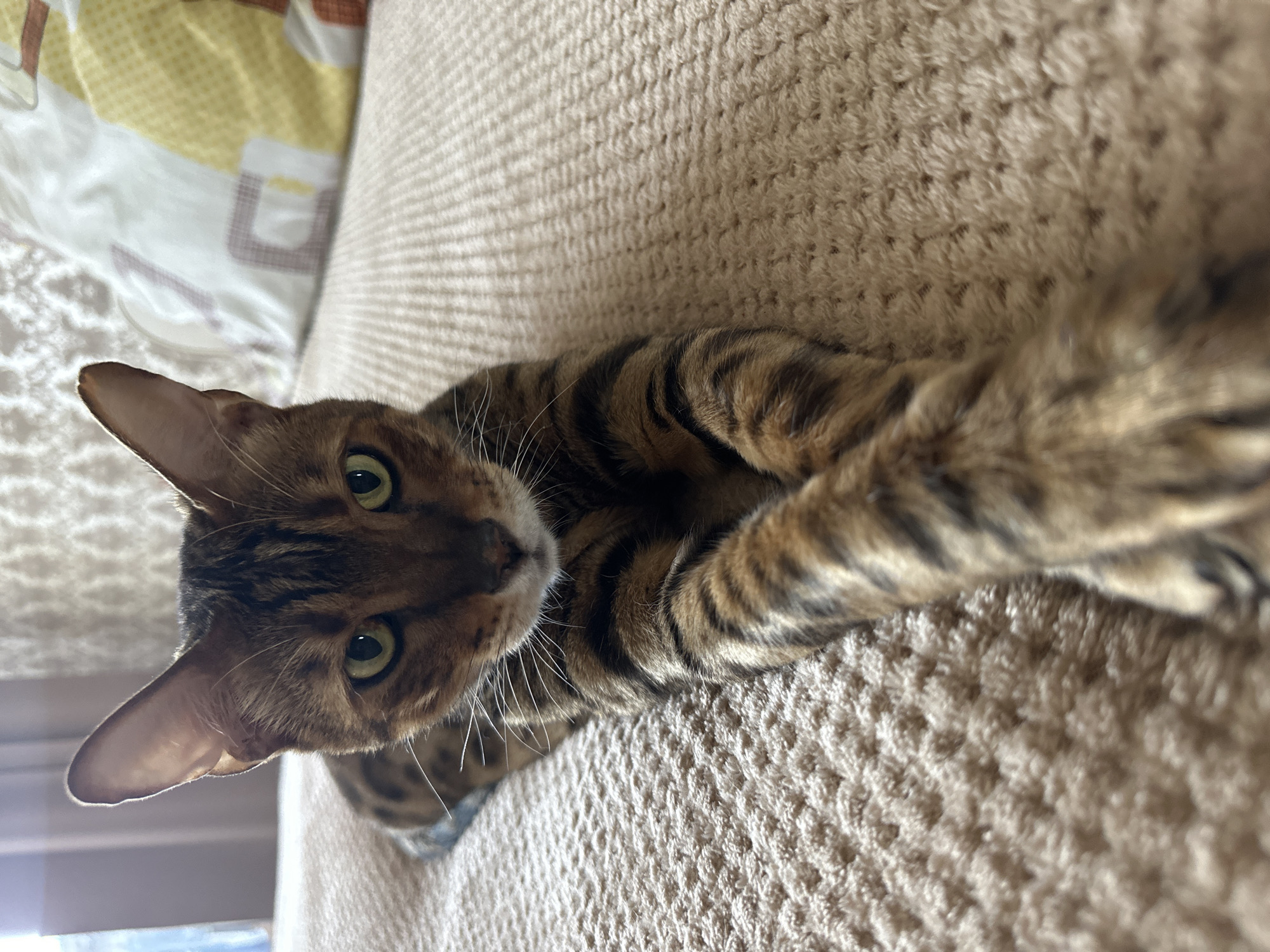 A Bengal cat is lying on a beige textured blanket. The cat is facing the camera with its front paws crossed. The cat has green eyes and distinctive spotted markings. In the background, there are curtains and a pillow with a yellow and white pattern. The setting appears to be indoors, likely a bedroom or living room. There is no information about the location in Energetik, Russia.