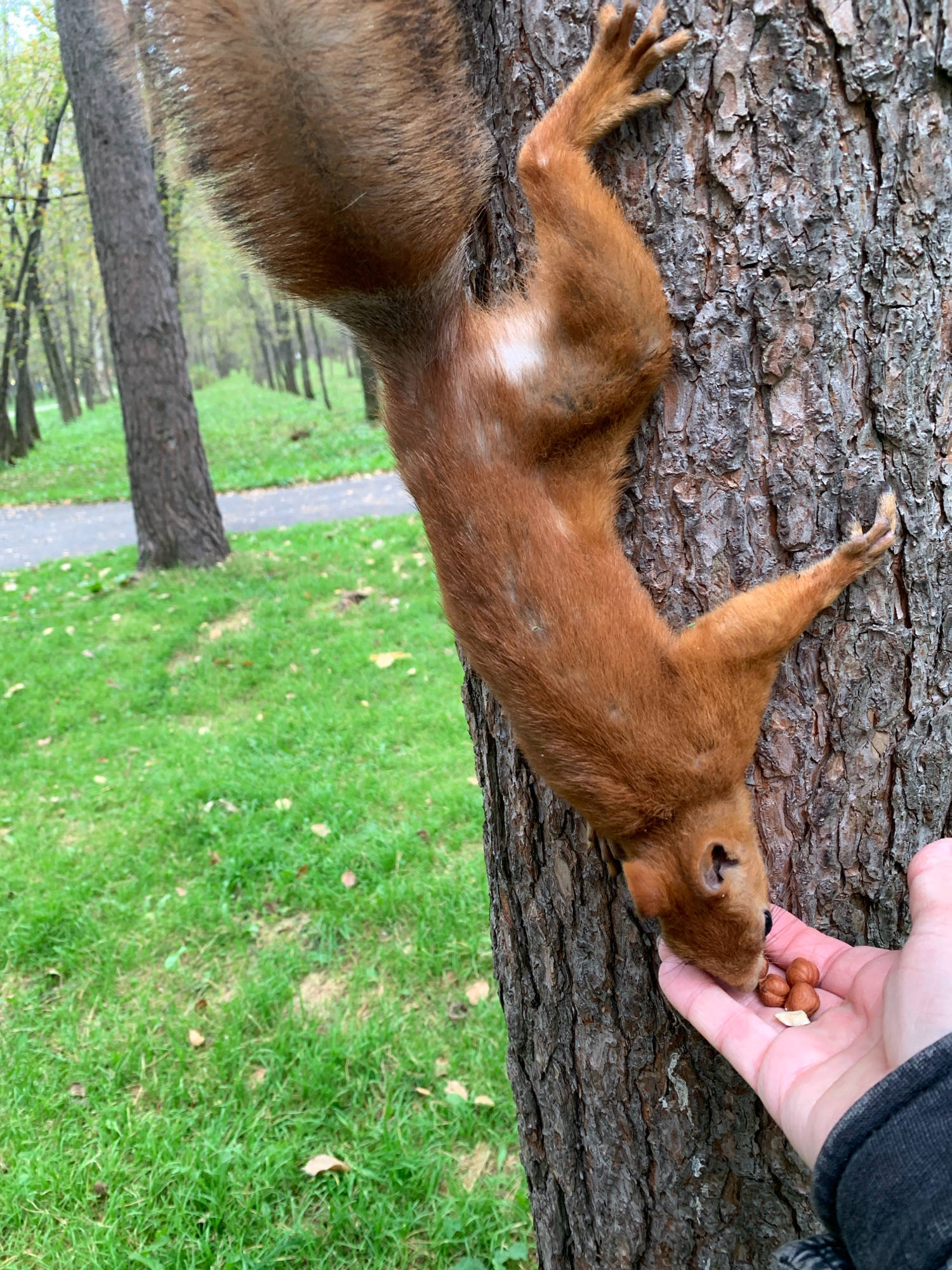 An orangish-brown squirrel is hanging upside down on a tree trunk, reaching for nuts being held out in a person's open palm. The squirrel's fur is detailed, showing variations in color and texture. Its paws are visible, one gripping the bark of the tree, the other reaching for the nuts. The person's hand, with visible fingers, is positioned near the squirrel's face, offering sustenance. The tree trunk is rough and textured. The background shows a park environment with lush green grass and trees lining a pathway, suggesting an outdoor, natural setting. The image appears to be taken in a park in Prokopyevsk, Russia, as indicated by the context provided.
