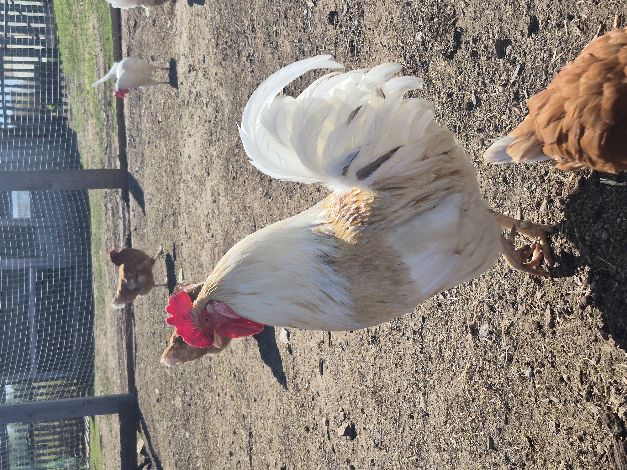 The image shows a white rooster with a red comb standing on dirt ground in an enclosure with a wire fence. Other chickens are visible in the background. The location is not specified or identifiable.