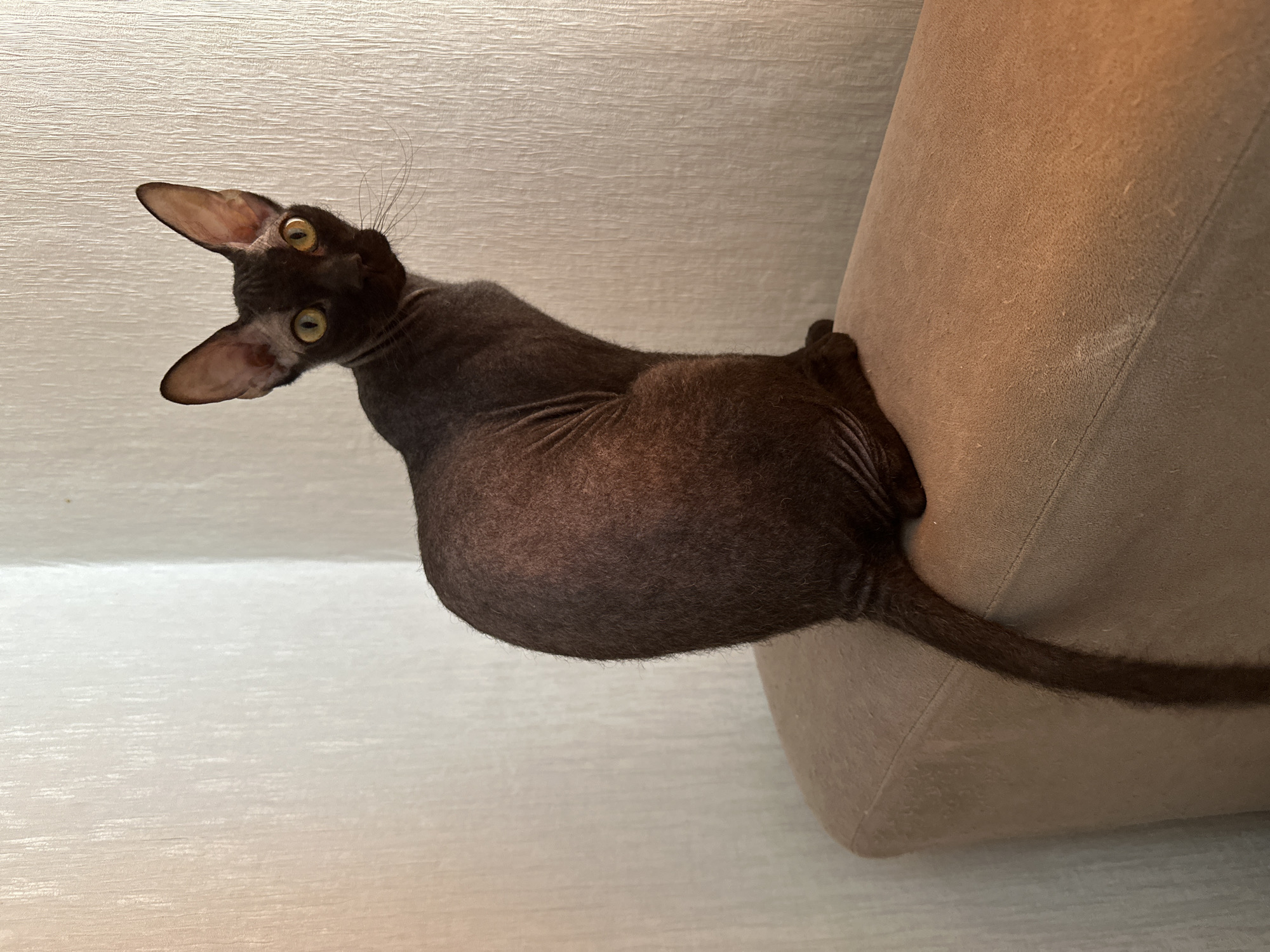 A dark grey hairless cat with large ears and wide yellow eyes is perched atop a beige cushioned chair in front of a textured white wall. The cat is positioned at an angle, looking up and to the left. The cat's tail extends down the side of the chair. The location, Chaikovsky, Russia, is not discernible from the visual information provided.