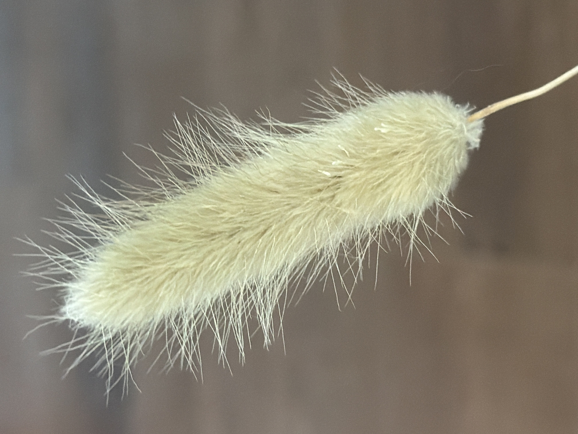 A close-up, vertical, eye-level shot shows a dried bunny tail grass stalk against a blurred brown background. The stalk, a pale creamy yellow, is soft and fluffy, with feathery plumes extending outwards. The background is uniformly out of focus, with no discernable features to identify a specific location in Astana, Kazakhstan or elsewhere. The lighting is even, illuminating the texture of the grass without harsh shadows. There are no people, animals, or any other objects present in the frame.
