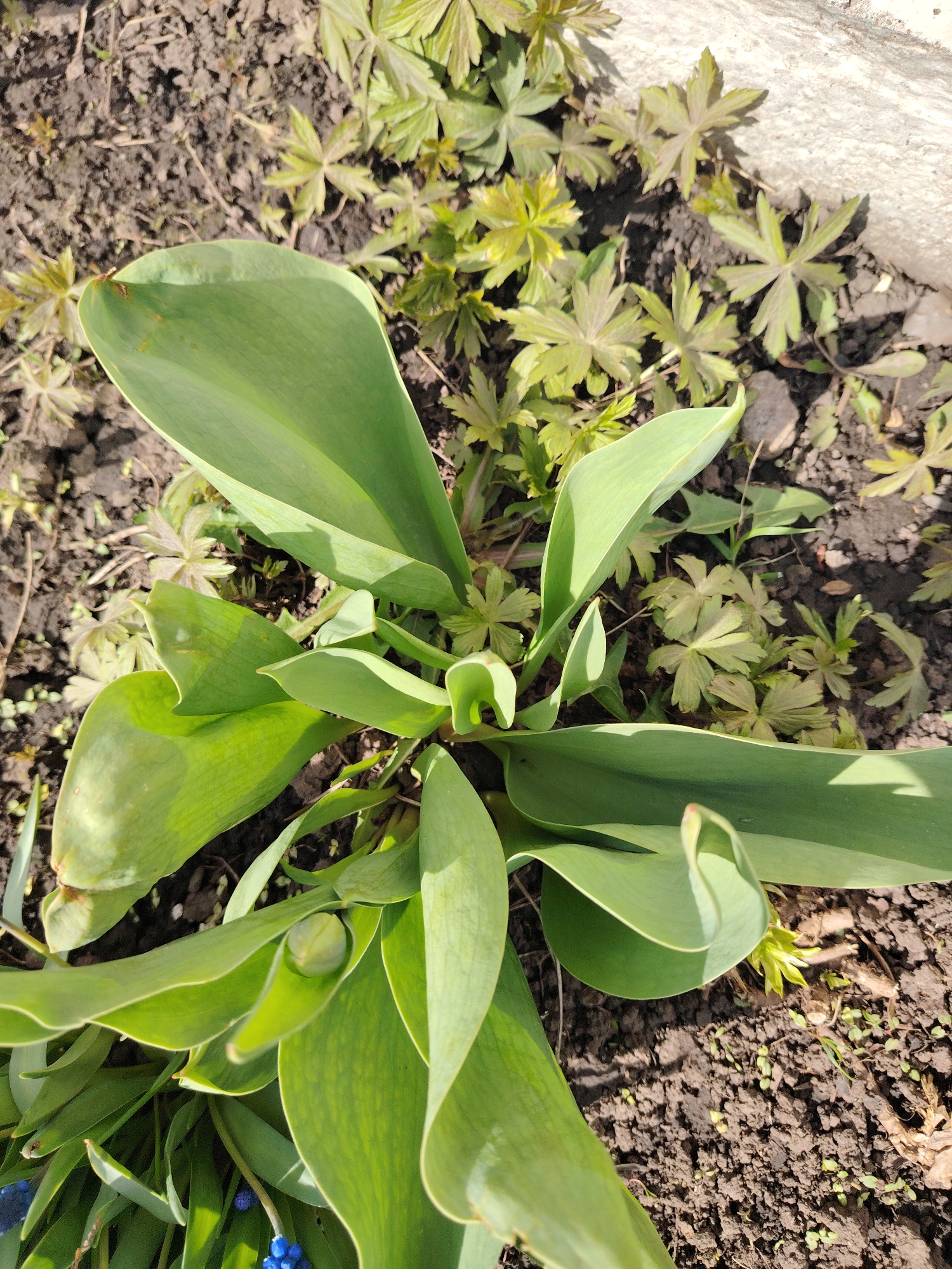 The image displays an outdoor scene in a garden or planted area, centered on vibrant green foliage against dark soil under bright sunlight. A prominent plant with several large, broad, deep green leaves dominates the foreground and middle ground. These leaves are smooth with visible veins, and nestled among them is a tightly closed, light green flower bud, indicative of a tulip plant preparing to bloom.
Surrounding this main plant and filling the background are numerous smaller, lighter green plants with distinct palmate leaves, segmented into several radiating lobes. These low-growing plants show some reddish-brown tones. In the bottom-left corner, partially hidden by the larger leaves, a cluster of small, intense blue, round flowers, typical of grape hyacinths, is visible.
The ground is composed of dark brown, earthy soil, with small pebbles and sparse organic debris scattered throughout. A light-colored concrete or stone edge is present in the upper right quadrant of the image. The strong shadows cast by the plants suggest a clear, sunny day, likely morning or afternoon. There are no people or visible text in the image, depicting a natural, flourishing garden environment in Сусады-Эбалак, Russia.