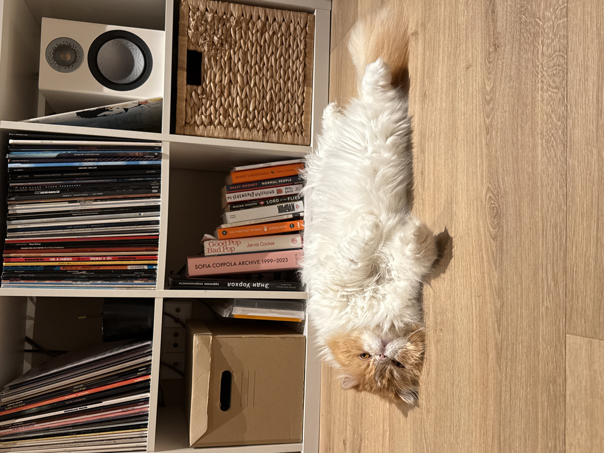 An indoor scene in Barcelona, Spain, features a long-haired bi-color cat (white and orange/ginger) resting prone on a light-colored wooden floor. The cat, consistent with a Persian breed due to its facial structure, is positioned on its side/back, with its head turned towards the viewer, eyes open and amber. Its front paws are curled towards its chest, and its tail extends behind it.
Behind the cat, a white modular shelving unit spans the width of the frame. The top row of shelves is densely packed with vertically stored vinyl records. The top-right shelf segment additionally contains a white rectangular speaker with a silver tweeter and woofer. The middle shelf row features, from left to right: a light brown cardboard box with a cutout handle, a collection of books with spines visible (including "SOFIA COPPOLA ARCHIVE 1999-2023" and "Good Pop Bad Pop"), and a large, rectangular woven wicker basket with a dark handle cutout. Partial wall outlets are visible behind the lower-left shelf segment. The environment is consistent with a domestic living space.