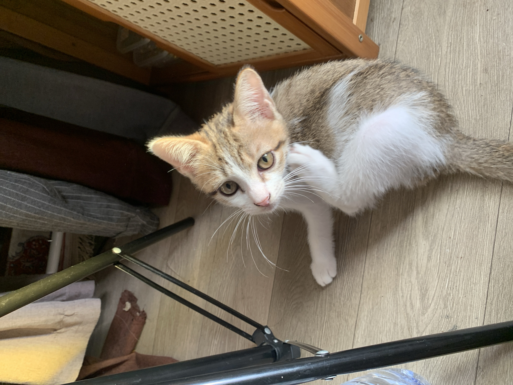 A calico kitten is scratching its ear while lying on a light-colored wooden floor. The kitten has white and brown fur with stripes. Its eyes are green and its whiskers are long and white. In the background, there are several objects, including a black metal stand, some folded clothing or fabrics, and a wooden cabinet with a woven cane front. The lighting suggests an indoor environment, possibly a home. The location of Tanjungsepreh, Indonesia is not discernible from the visual information in the image.