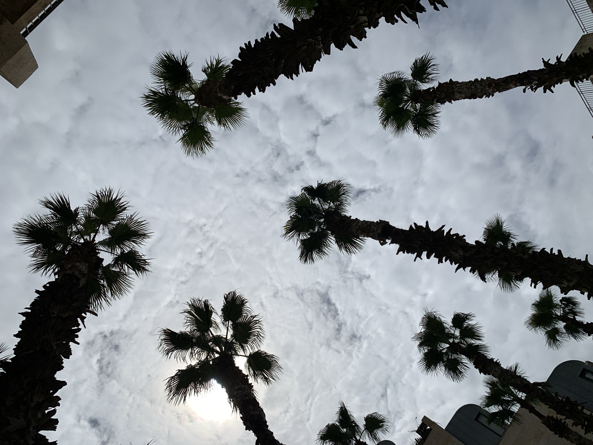 The image provides an upward perspective from an urban environment in Tel-Aviv, Israel. Numerous tall palm trees, primarily Washingtonia robusta or similar fan palm species, are silhouetted in dark relief against a bright, partially cloudy sky. The sun, a distinct light source, is visible in the upper-left quadrant, partially obscured by clouds and the fronds of a palm tree. The sky exhibits a mix of white and light-grey scattered cloud formations. Architectural elements are visible along the lower and upper edges: in the lower-left, a segment of a light-colored building with dark-framed windows and a curved facade is apparent; in the upper-right, a light-colored, angular concrete or stone structure is partially visible, with a dark metal railing below it. The scene is devoid of human presence or discernible activity.