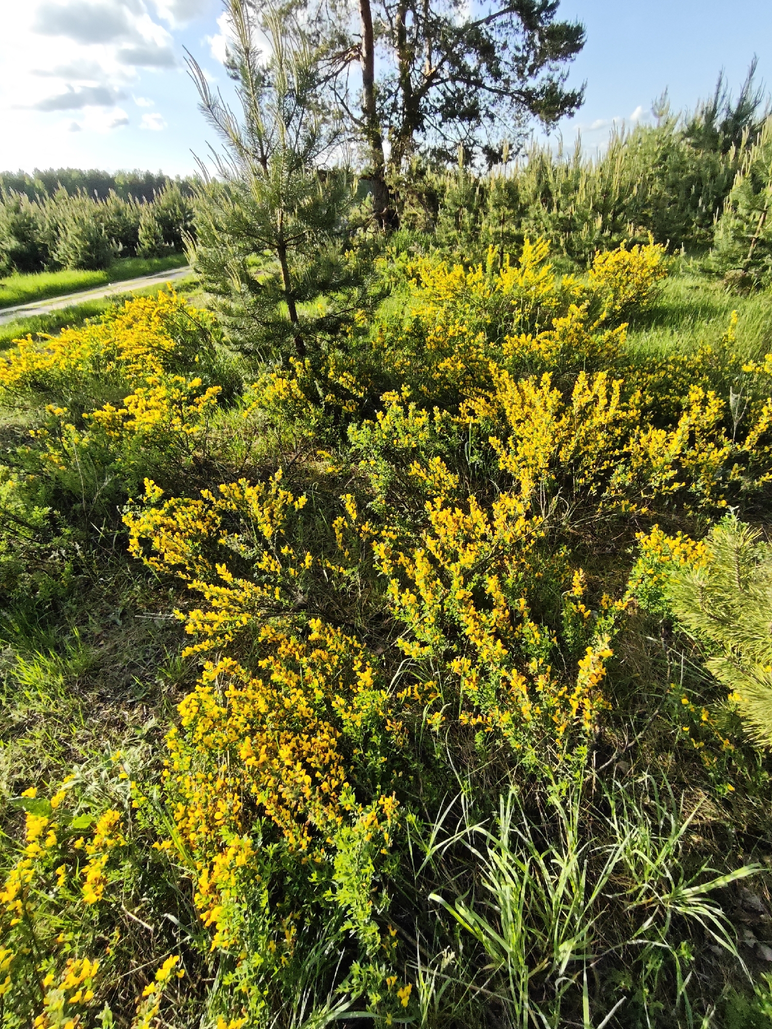 The image depicts a field in Заречье, Russia, filled with yellow flowering bushes and green grass, with a few young pine trees interspersed. A dirt road is visible in the background. The sky is blue with scattered clouds, suggesting a sunny day.