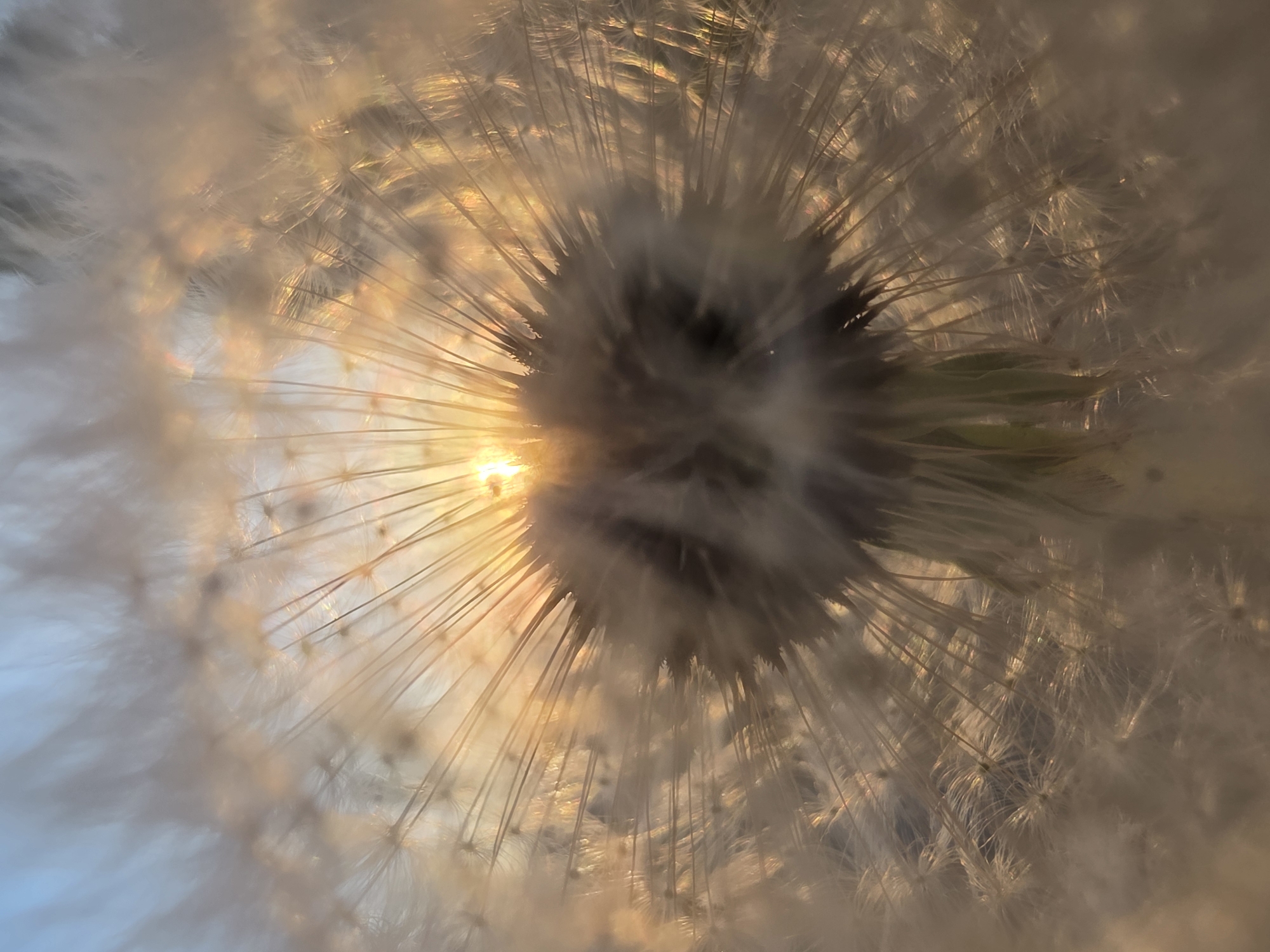 The image shows a close-up view of a dandelion seed head. The seed head is round, with numerous seeds radiating outwards from a central point. The seeds have fluffy, white filaments that catch the light. The image is backlit, creating a bright glow in the center of the seed head. This glow has a golden hue. There is no indication in the image that it was taken in Chaikovsky, Russia, or any indication of any persons.