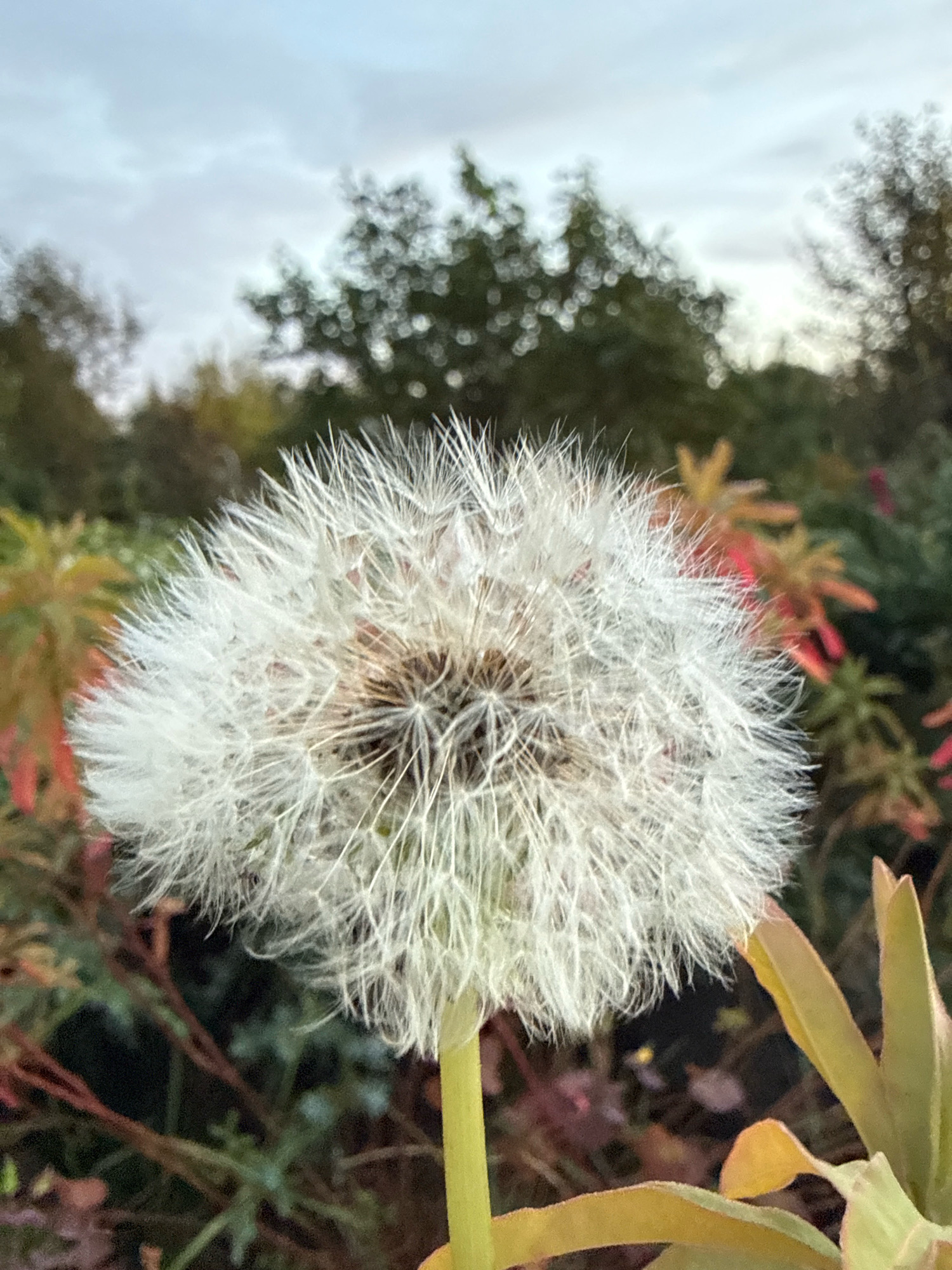 A close-up, eye-level shot captures a fluffy white dandelion seed head, poised against a blurred background of trees and foliage under a cloudy sky. The dandelion, with its delicate, feathery seeds, dominates the foreground, its pale yellow stem visible at the bottom. The surrounding plants exhibit autumnal hues of red and orange, contrasting with the cool tones of the sky. The scene appears to be outdoors, likely in a park or garden, given the presence of diverse plant life and a naturalistic setting. The lighting is diffused, suggesting an overcast day.
