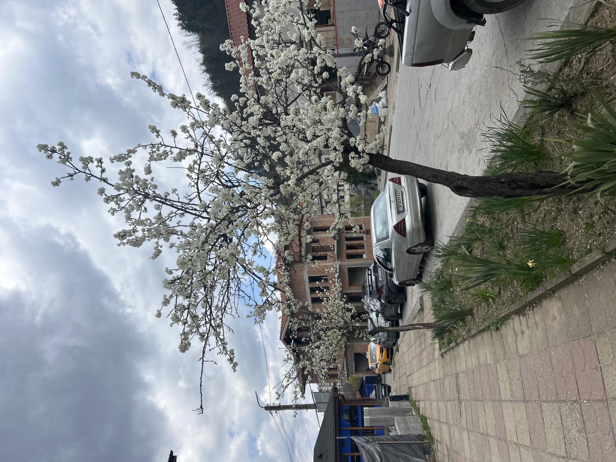 The image depicts a street scene in Zlatograd, Bulgaria. A blooming tree with white blossoms dominates the left side of the frame, partially obscuring a brick building under construction. Several parked cars line the street, including a silver Mercedes with license plate "CH 5839 AX," a yellow car, and a darker-colored vehicle. The sidewalk is paved with pink and beige bricks. The sky is cloudy with patches of blue. A patch of green foliage grows beside the sidewalk. A building with a blue storefront and black tarp is also visible. A motorcycle is parked near the front of the picture. In the background, a tree-covered hill is visible.