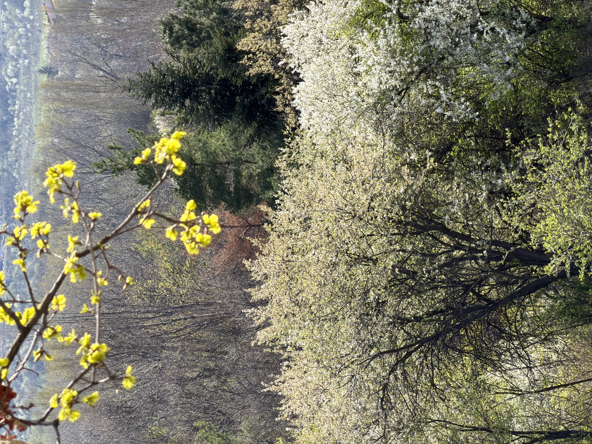 A landscape image shows a view of trees in bloom. In the foreground, a branch with small, yellow flowers stretches towards the left side. The trees have clusters of white blooms. In the background, a wooded area extends into the distance. The photograph shows the environment of Sofia, Bulgaria.