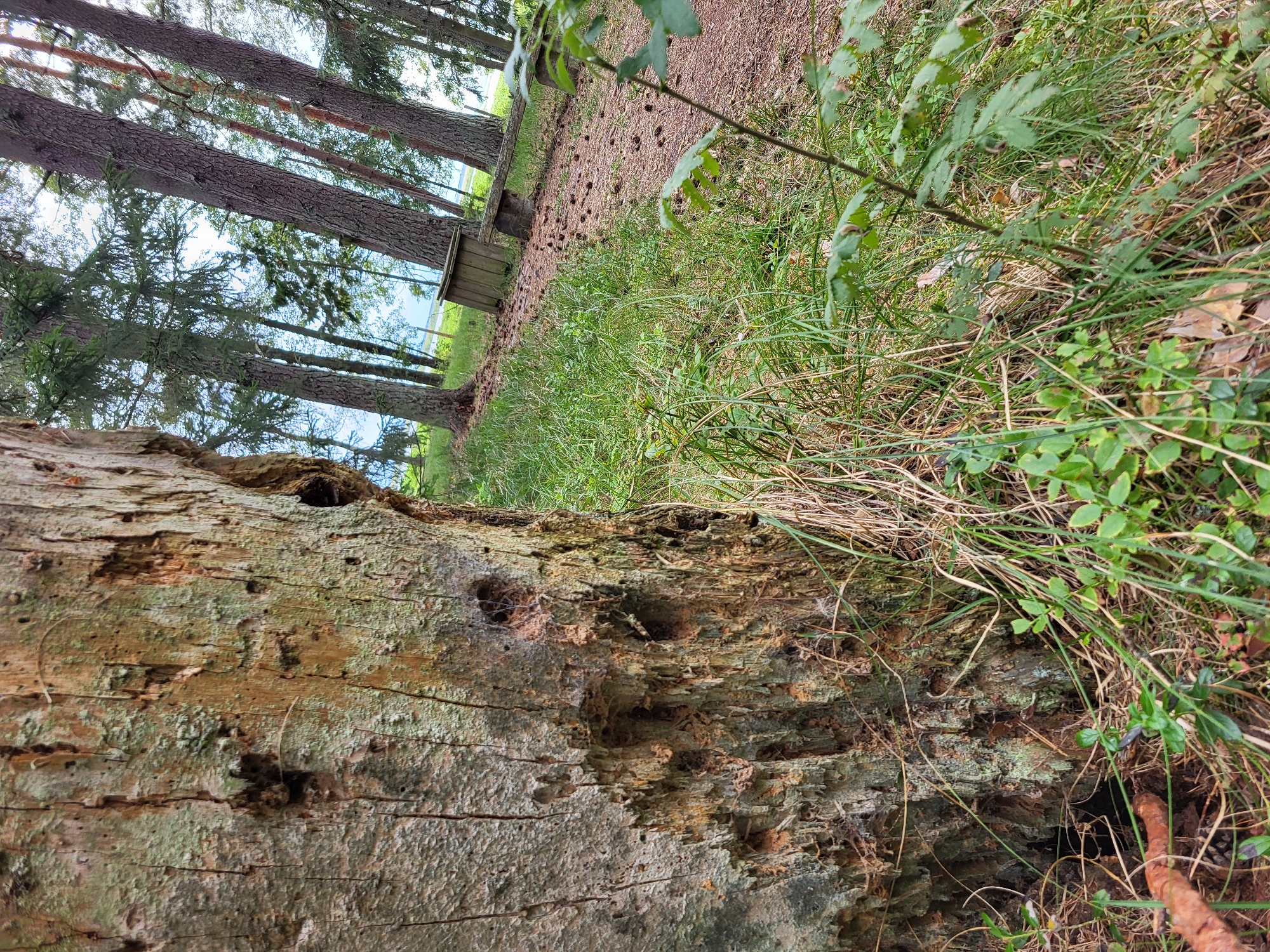The image shows a close-up of a weathered tree trunk in a forest setting. The trunk is rough and textured, with visible signs of decay and possibly insect activity, including holes and rough patches. To the right of the trunk, a path lined with pinecones winds through green grass and foliage. In the background, several tall pine trees are visible, along with a wooden bench and a small wooden structure. The scene appears to be outdoors in a natural environment, possibly a park or a forest area. The sky is overcast and bright. There are no people or animals visible in the image. The overall impression is one of a tranquil, somewhat wild, natural landscape.