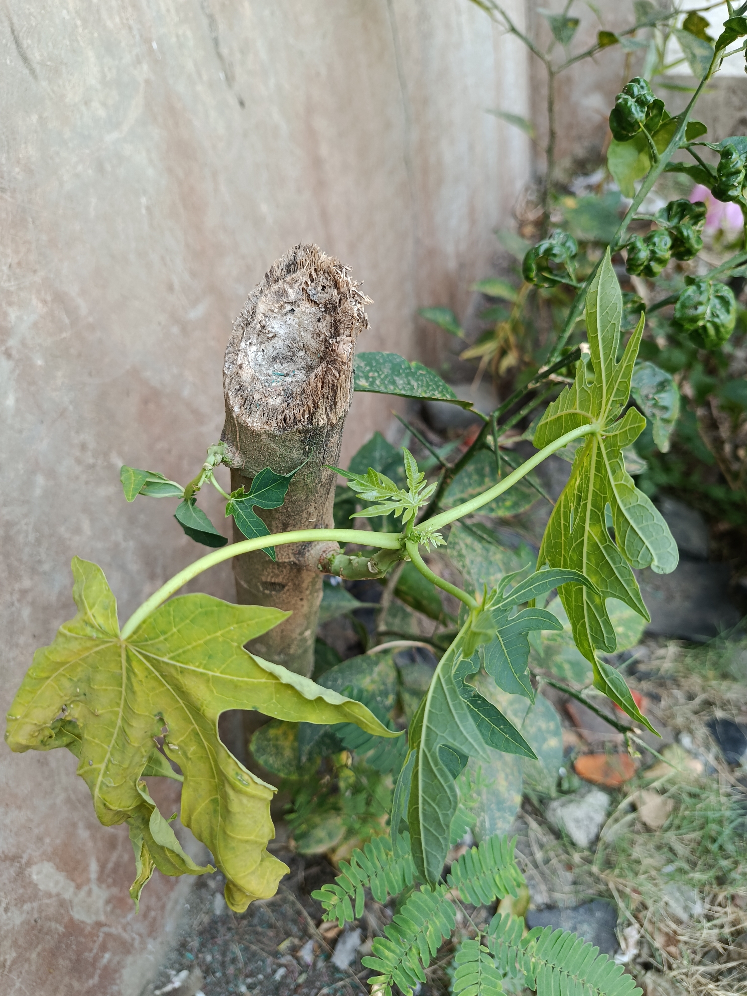 A close-up, eye-level shot captures a portion of a plant in Kemiri, Indonesia. The plant appears to be a young papaya tree, evident by its broad, lobed leaves and a woody stem with a rough, cut surface at the top. The leaves are a vibrant green, with some showing signs of yellowing and wilting, suggesting an older leaf or one with nutrient deficiencies. The stem is rough and fibrous, indicating it has been pruned or broken. Small, new shoots and leaves are emerging from the sides of the stem. The background consists of a textured, light-colored wall and a scattering of rocks and dry grass, indicating an outdoor environment. The lighting suggests it is daytime. There are no people or animals visible in the frame.